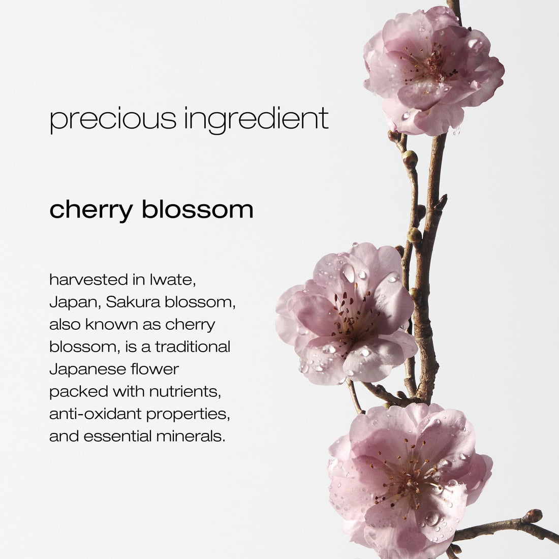 Shu Uemura Delicate ComFort Clarifying Shampoo For Dry Scalp & Hair - Cleanses and Softens Dry Hair, With Essential Nutrients and Antioxidants