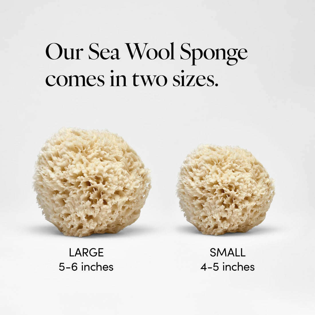 LATHER - Natural Sea Wool Sponge, 5-6 - Organic Exfoliating Body Scrubber - Soft, Gentle Cleansing - Hypoallergenic - All Skin Types - Florida Natural Loofah Sponge - Cruelty Free - Beauty & Skincare
