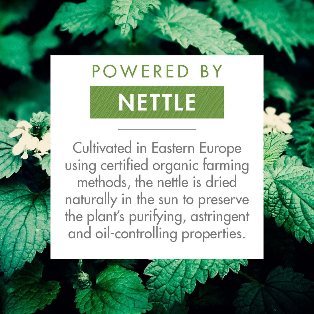 Klorane Dry Shampoo With Nettle and Natural Tint, Nettle for Brunette, Oily Hair and Scalp, Regulates Oil Production, Paraben & Sulfate-Free, 3.2 oz.