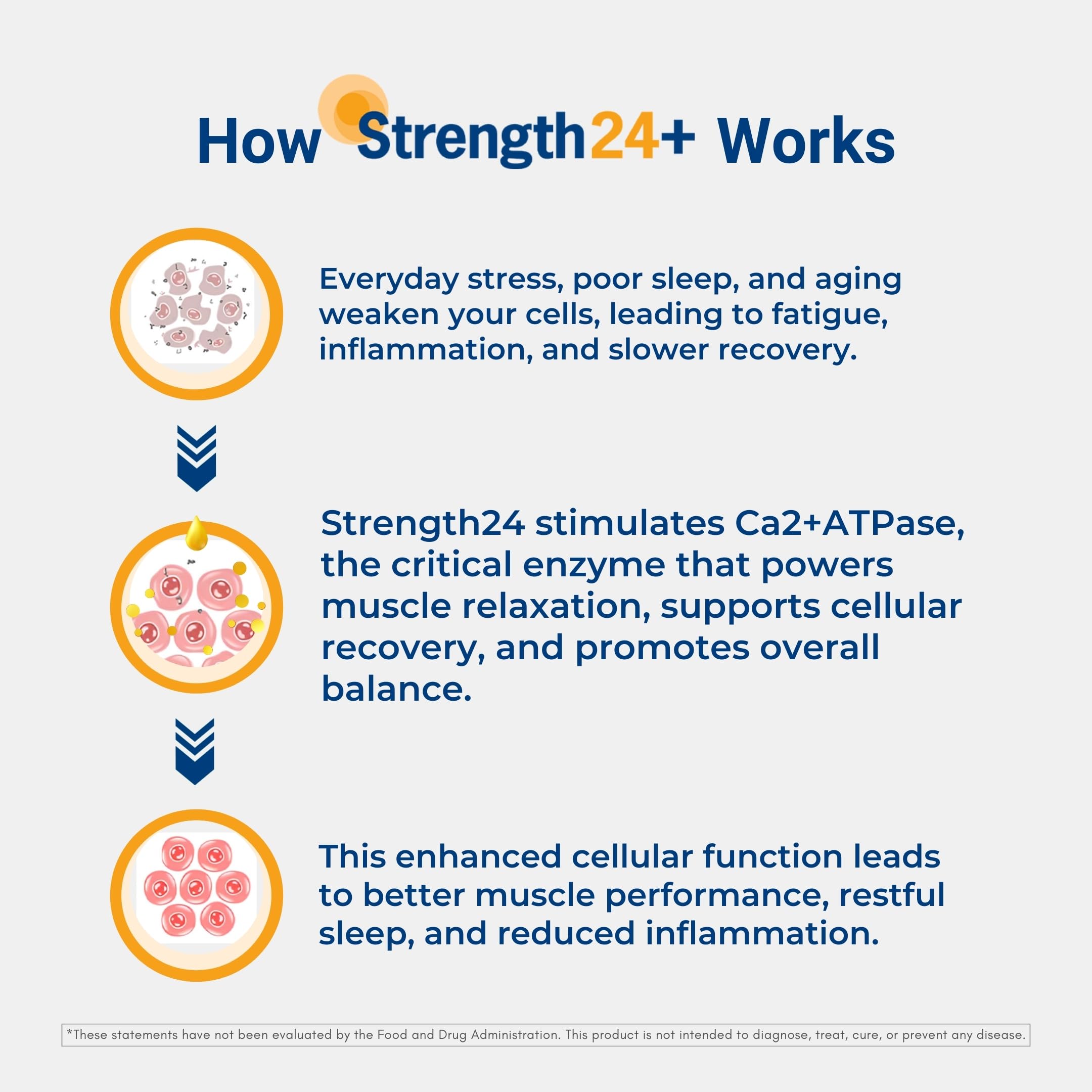Strength24+ Dietary Supplement for Cellular Health, Muscle Recovery, and Vibrant Aging