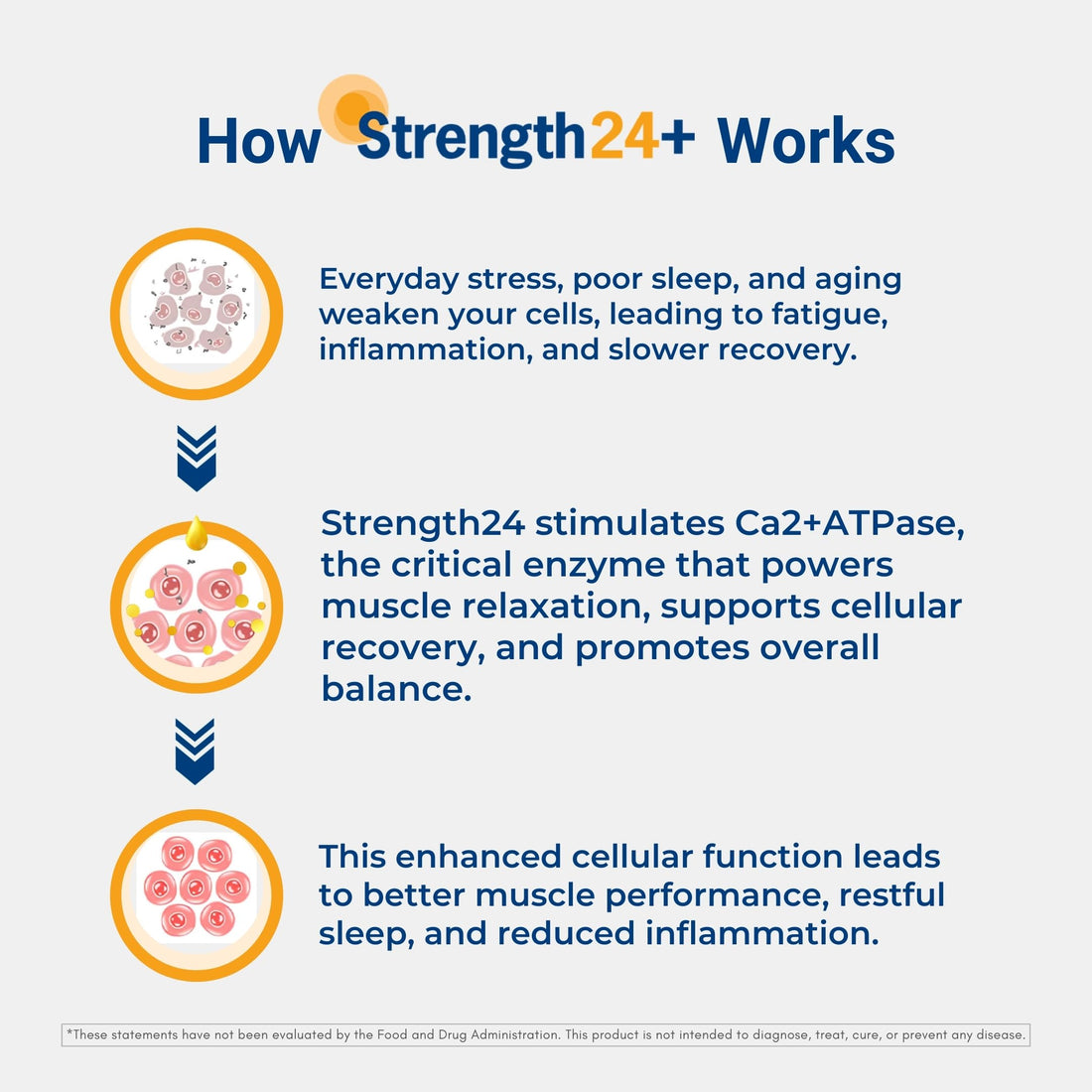Strength24+ Dietary Supplement for Cellular Health, Muscle Recovery, and Vibrant Aging