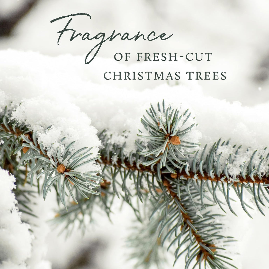 Frasier Fir Hand Cream 3.4 fl oz