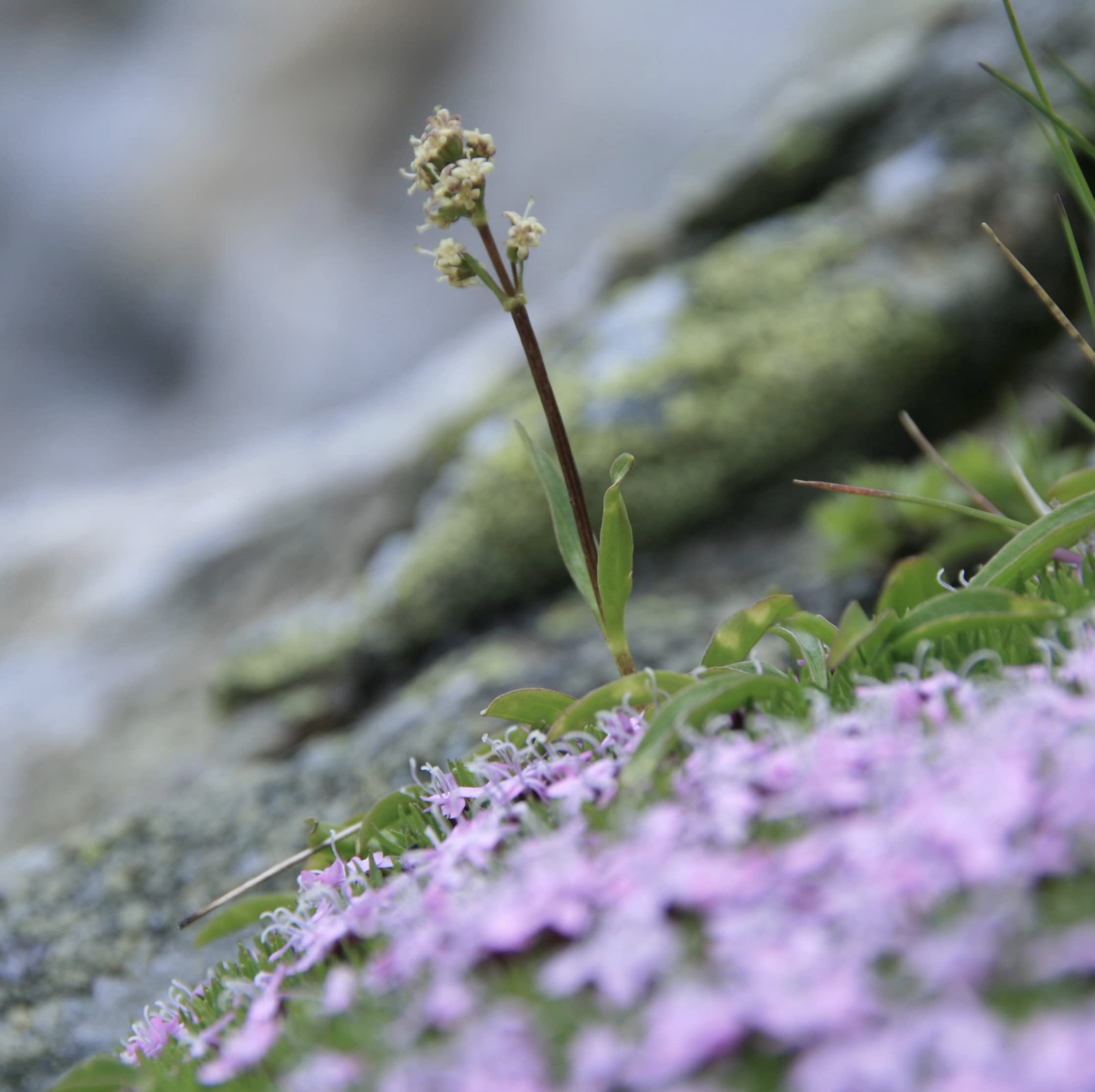 Speick Shave Cream - 2.5 fl.oz.