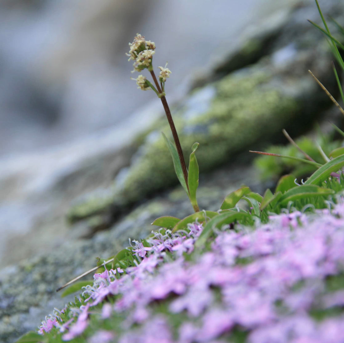 Speick Shave Cream - 2.5 fl.oz.