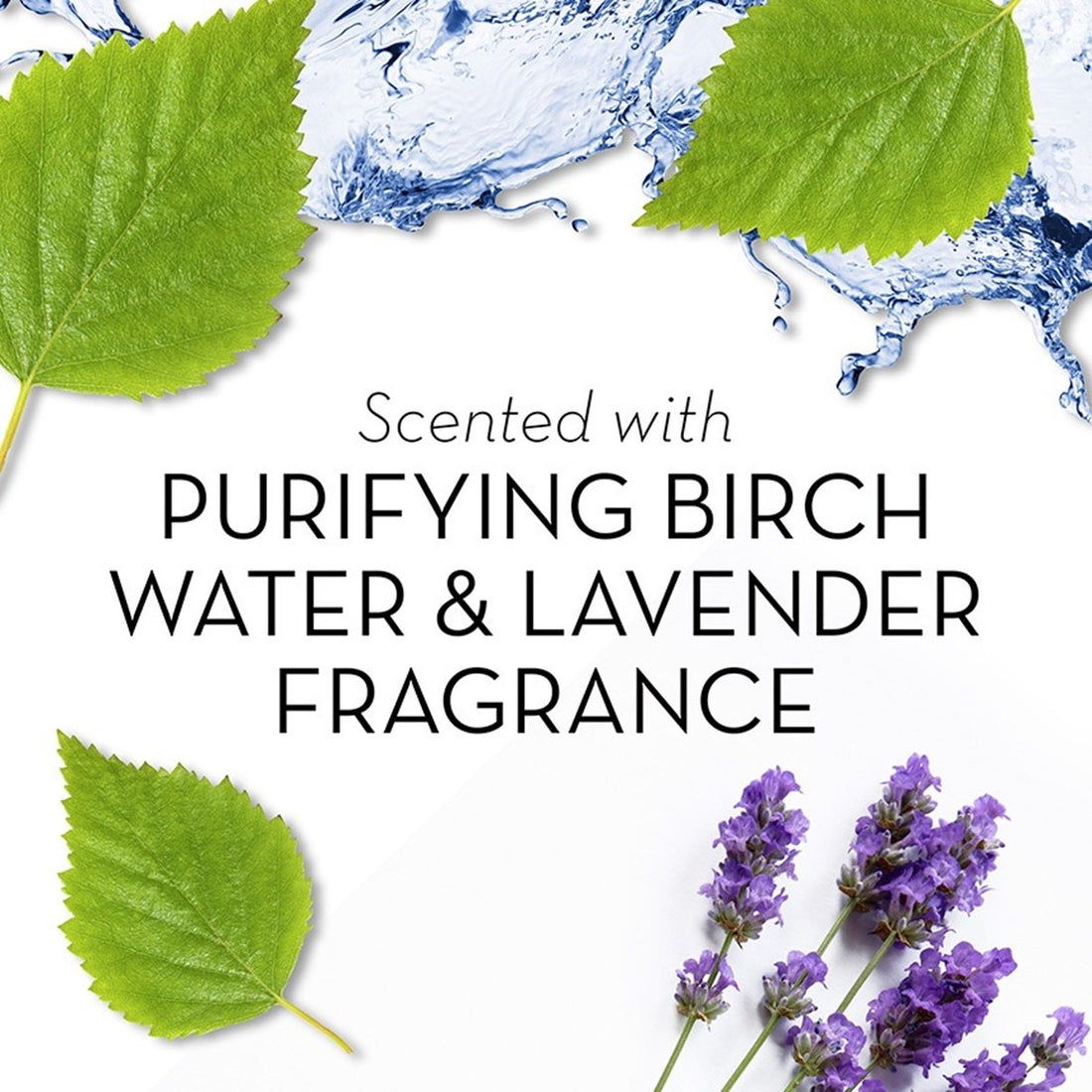 Olay Fresh Outlast Purifying Birch Water & Lavender Body Wash 13.5 Oz, 0.89 Pound