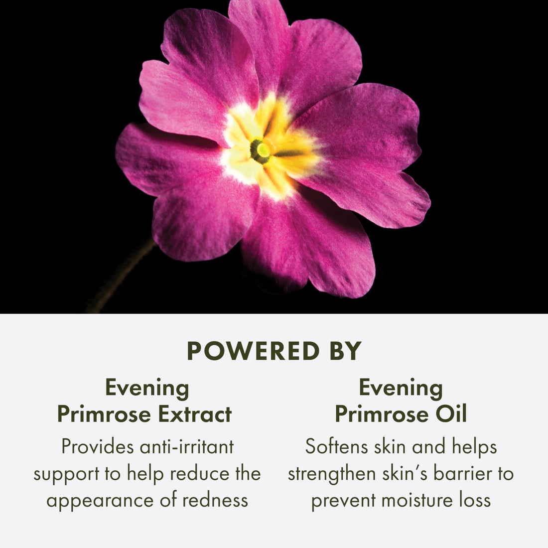 Origins Mega-Mushroom Overnight Recovery Skin Barrier Cream | For Deep Overnight Hydration & Reduced Visible Redness | With Reishi Mushroom, Fermented Chaga Mushroom & Evening Primrose, 1.7 Fl Oz