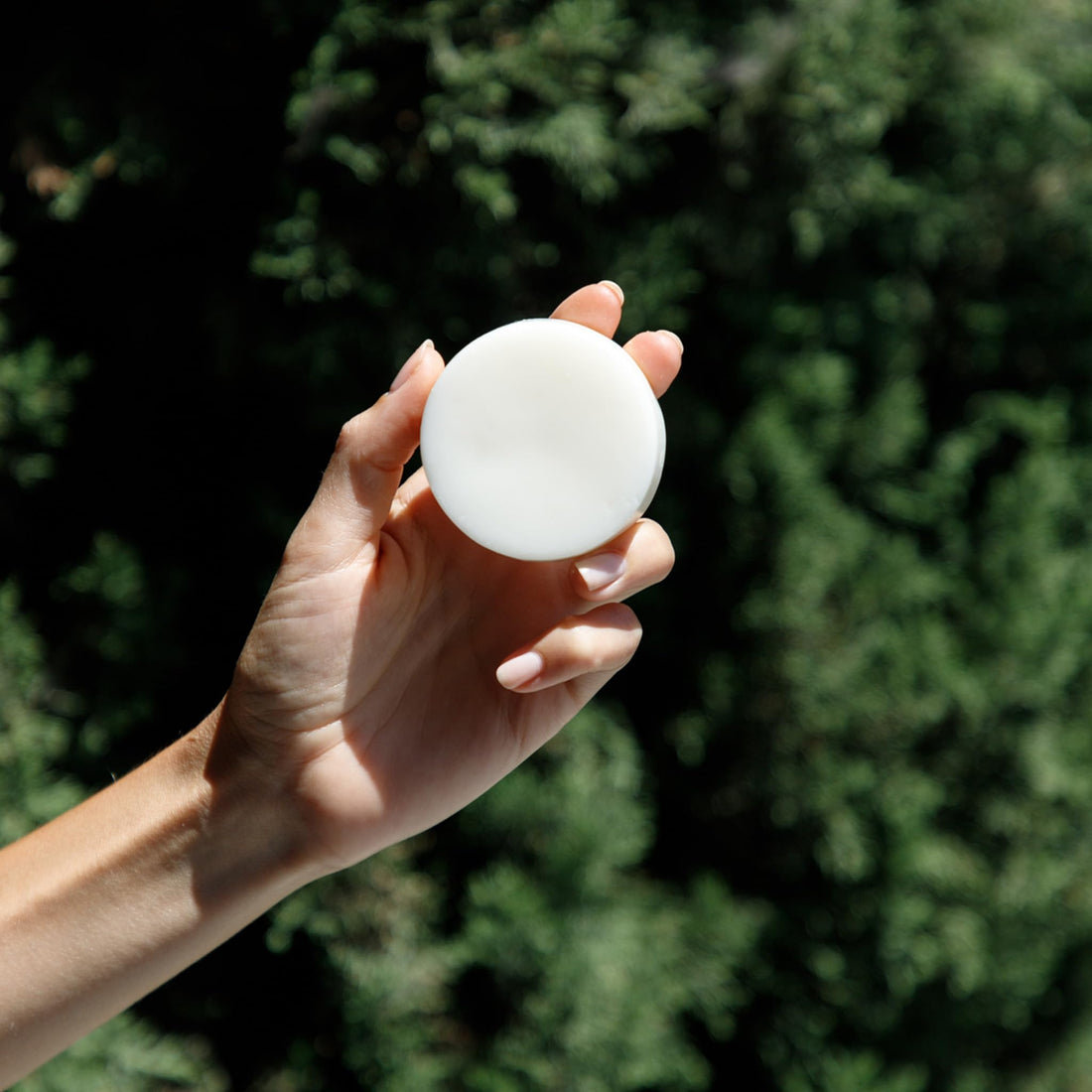 Seek Bamboo - Coconut Conditioner – Deeply Nourishing with Cocoa & Shea Butters, Jojoba Oil, Paraben and Phthalate Free Hydrating Conditioner Coconut