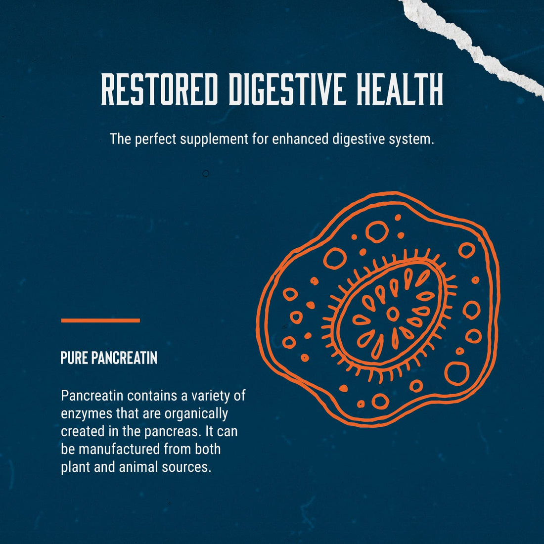 Gut Health Digestive Enzyme Supplements - Pure Digestive Enzymes for Digestion Constipation Relief - Pancreatin Digestive Enzymes for Digestive Health