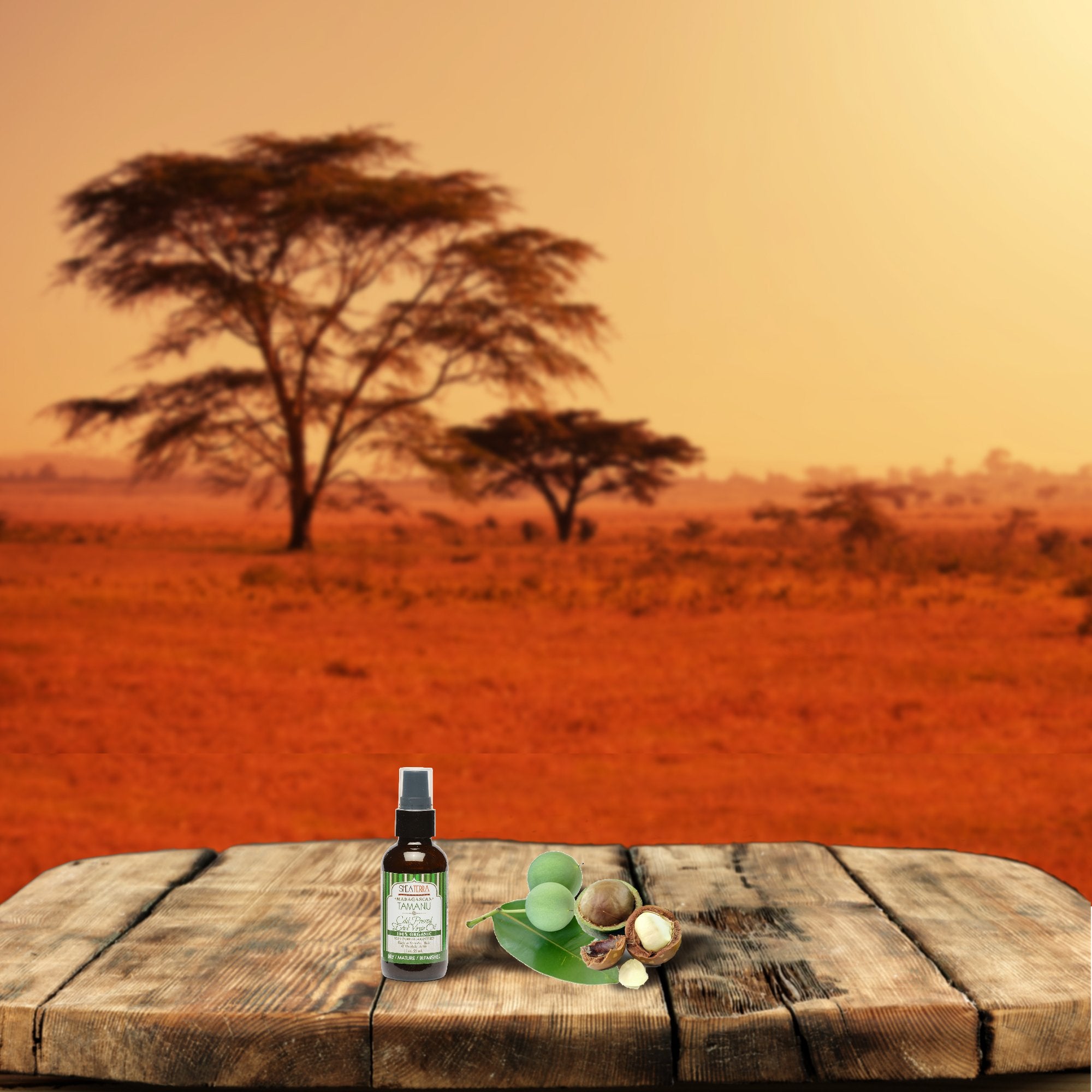 Shea Terra Madagascar Tamanu Cold-pressed Extra Virgin Oil |All Natural & Organic Oil Rich in Anti-Aging Amino Acids & Anti-Acne Properties for Softer, Hydrated & Blemish-Free Skin – 2 oz