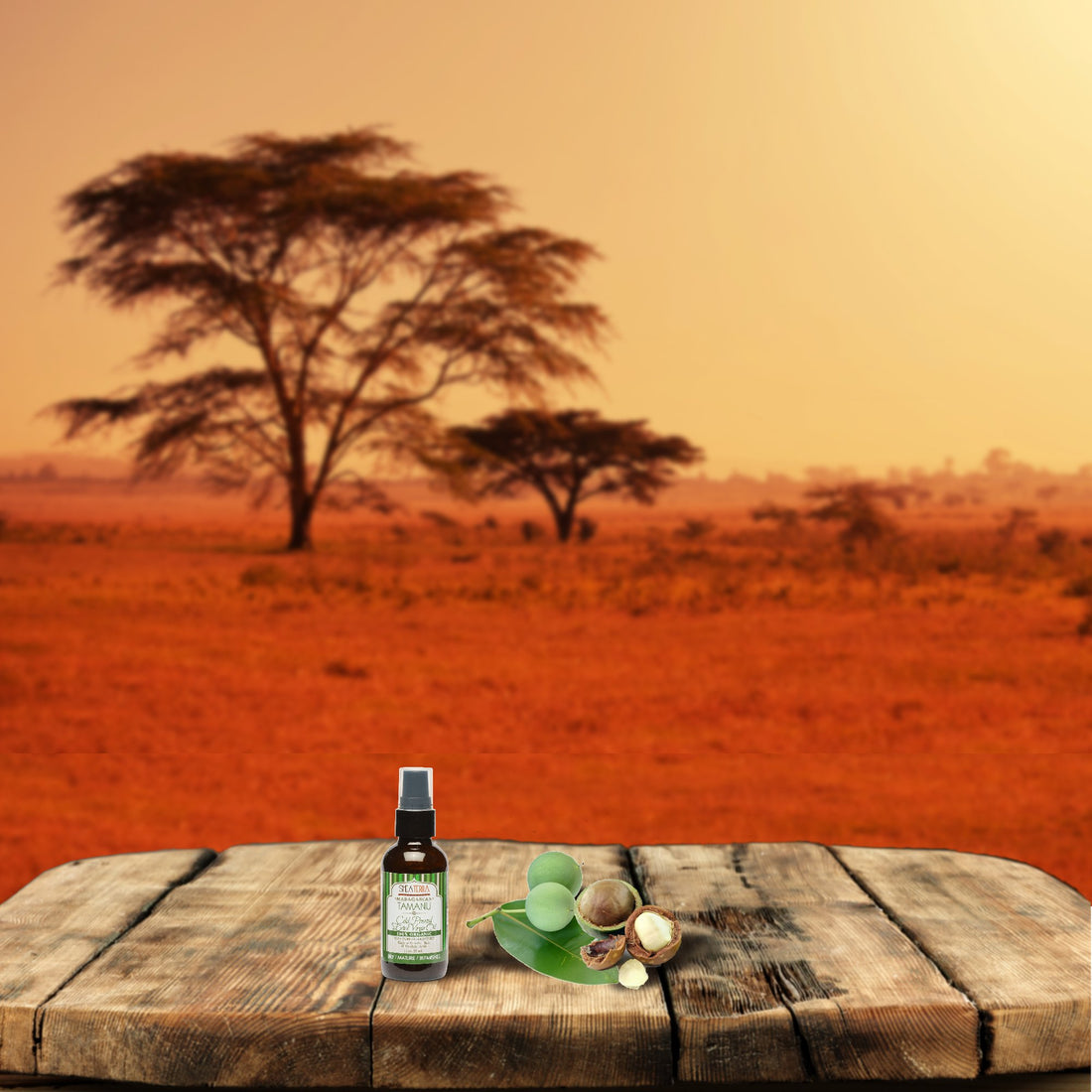 Shea Terra Madagascar Tamanu Cold-pressed Extra Virgin Oil |All Natural & Organic Oil Rich in Anti-Aging Amino Acids & Anti-Acne Properties for Softer, Hydrated & Blemish-Free Skin – 2 oz