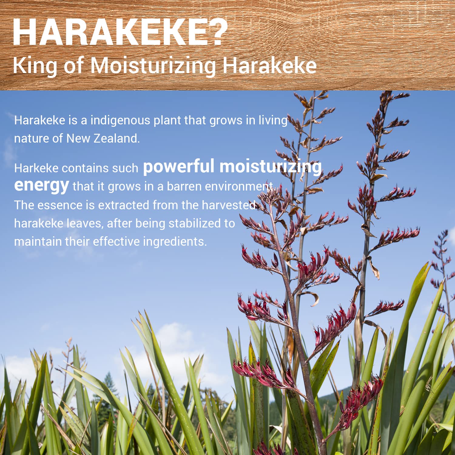 THESAEM Urban Eco Harakeke Deep Moisture Cream 1.69 oz. - Vegan Ultra Moisturizing and Nourishing Day & Night Moisturizer - Firming Healthy Looking Skin - Harakeke Root Extract and Ceramides