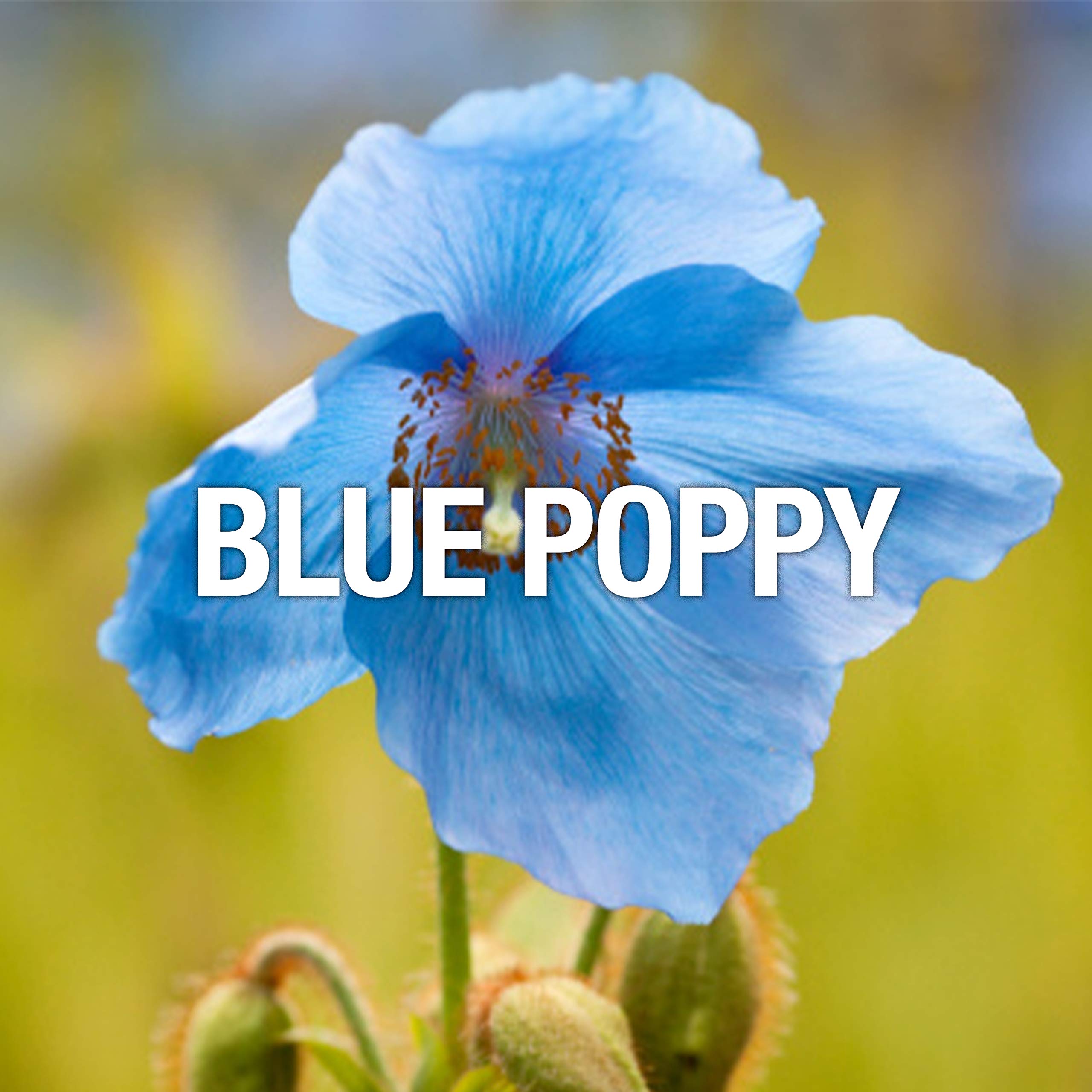 Lucky You Lucky Brand Fragrance Mist 8oz