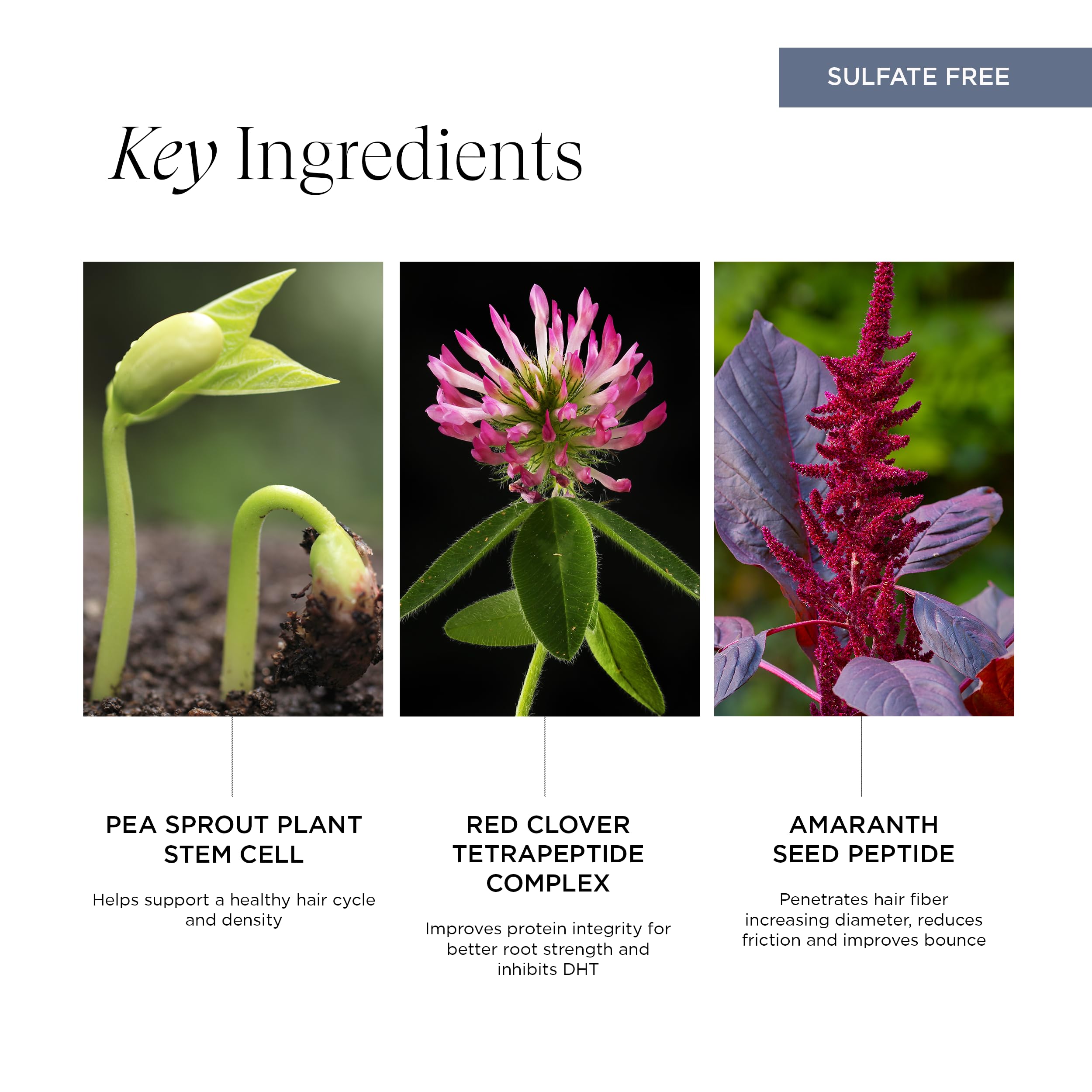 Intelligent Nutrients Pure Plenty Shampoo, Clarifies and Fortifies Fine, Thinning Hair, Organic Scalp-Stimulating Formula, Vegan, 8.5 Oz