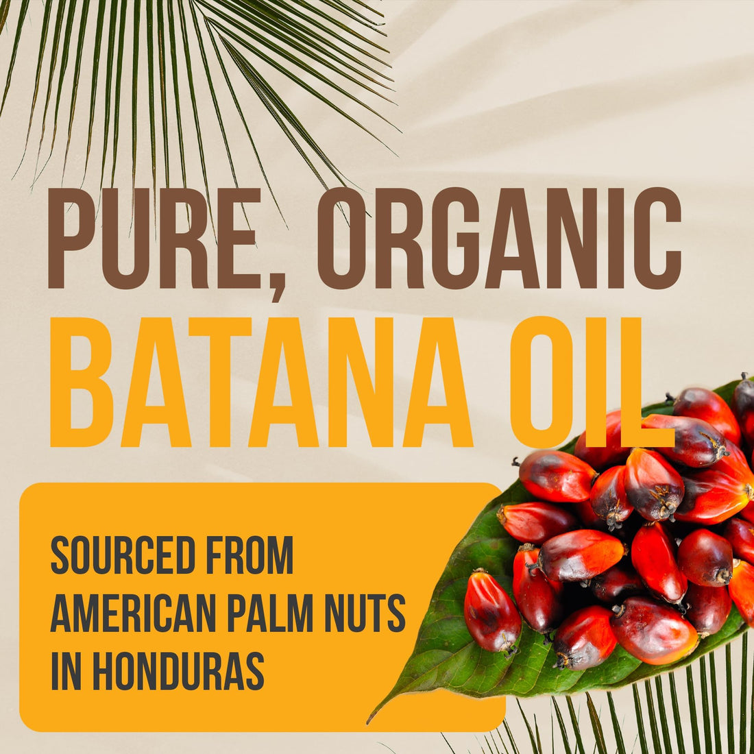 100% Pure Batana Oil from Honduras - Organic Raw Unrefined Hair Growth Oil - Natural Moisturizer for Skin and Hair - Cold Pressed Traditional Honduran Palm Nut Oil - 3 Fl Oz (Pack of 1)