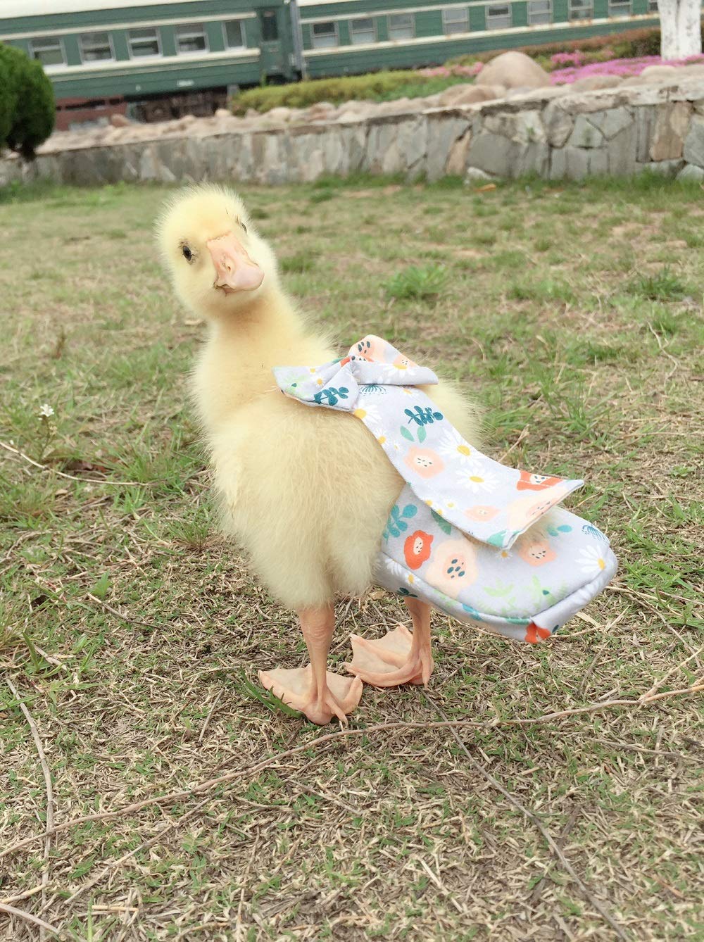 Duck Diapers, Chicken Diapers, Special Diapers for Poultry, Chicken, Duck and Goose Waterproof, Adjustable, Washable and Reusable Diapers,Poultry Supplies, Duck Supplies (S:100-200)