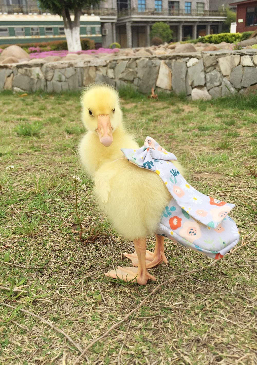 Duck Diapers, Chicken Diapers, Special Diapers for Poultry, Chicken, Duck and Goose Waterproof, Adjustable, Washable and Reusable Diapers,Poultry Supplies, Duck Supplies (S:100-200)