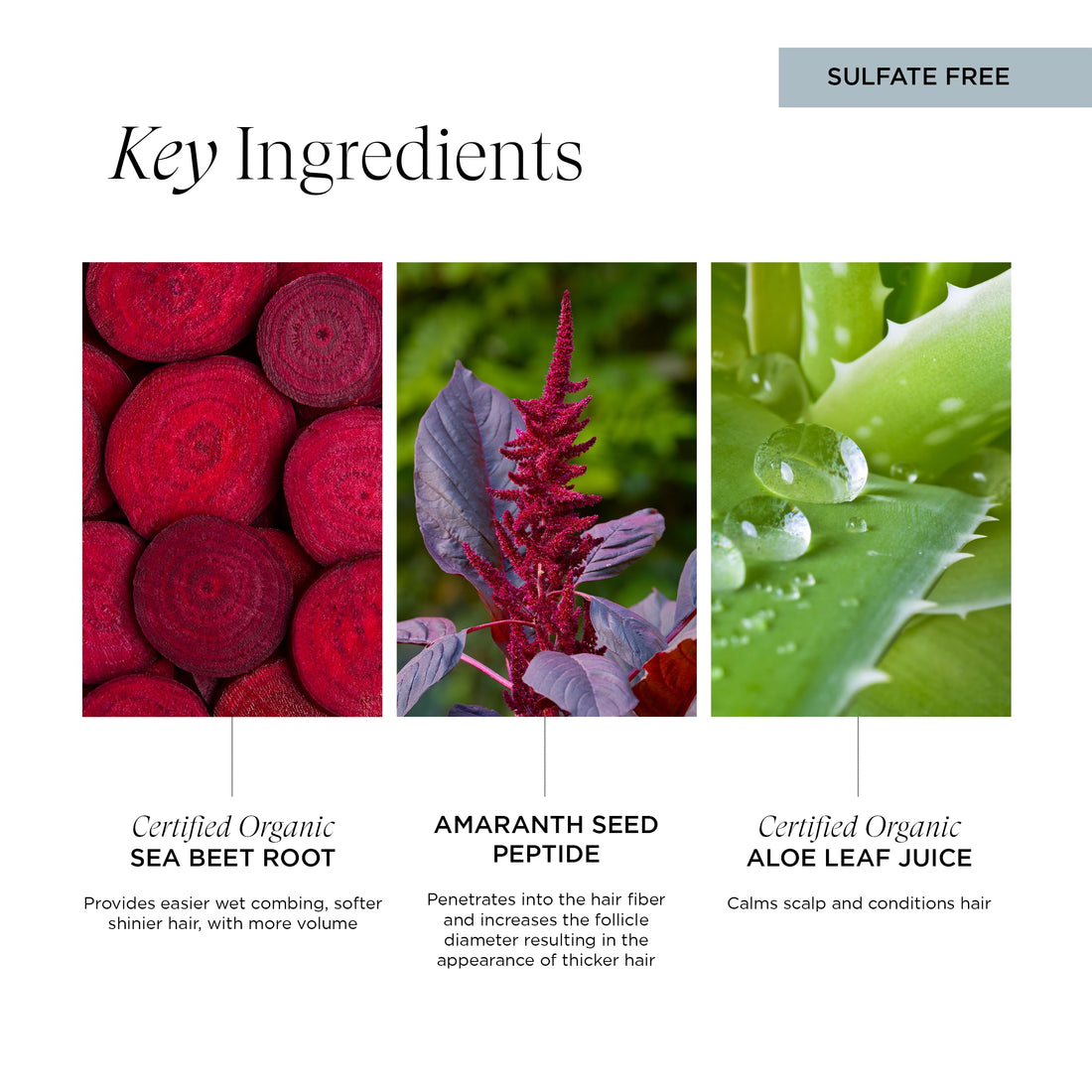 Intelligent Nutrients Amplifi-hair Micellar Shampoo, Plant-Powered Volumizing Shampoo for Fine Hair, Vegan Formula, 8.5 Oz