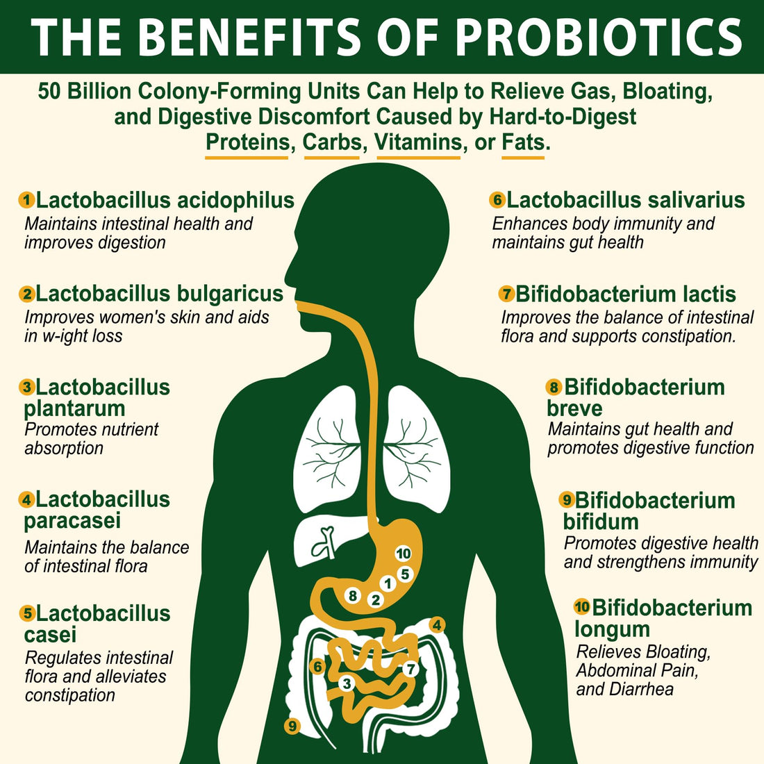Probiotics Gummies for Women & Men - Fiber Probiotics Gummies with Prebiotics | 50 Billion CFUs Probiotics, Inulin, Psyllium Husk & Multivitamin for Gut, Digestion & Immune Health, Vegan, 2 PACK