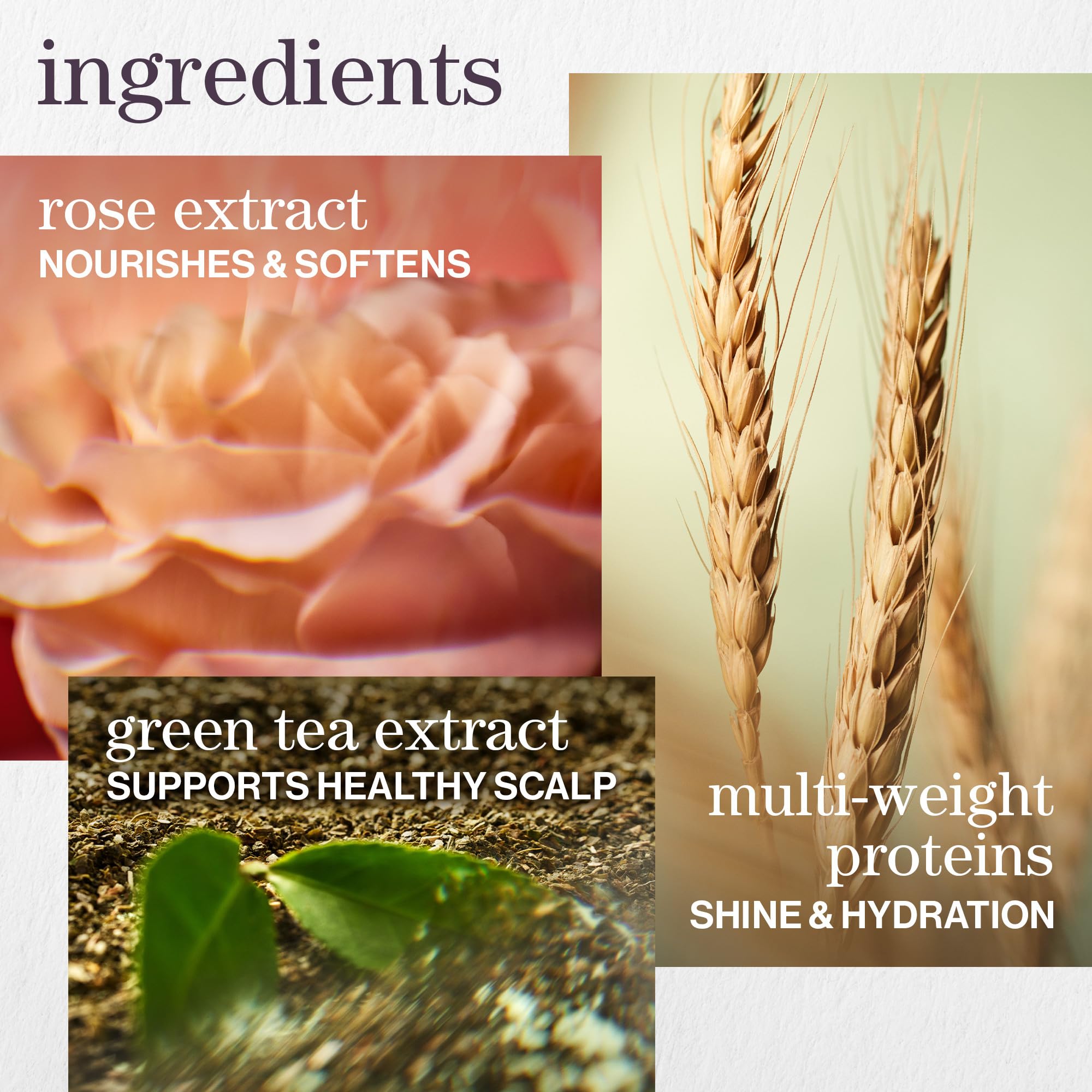 Pureology Hydrate Moisturizing Shampoo | Softens and Deeply Hydrates Dry Hair | For Medium to Thick Color Treated or Natural Hair | Sulfate Free Shampoo | Vegan