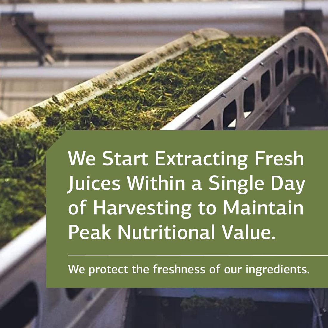 Standard Process Inc. Cholacol - Gallbladder Support Supplement - Fat Digestion Supplement for Digestive Health & Bile Support - Gluten-Free, Non-Dairy & Non-Soy - 90 Tablets