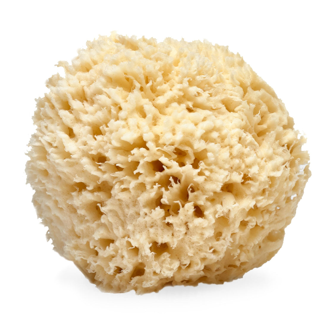 LATHER - Natural Sea Wool Sponge, 5-6 - Organic Exfoliating Body Scrubber - Soft, Gentle Cleansing - Hypoallergenic - All Skin Types - Florida Natural Loofah Sponge - Cruelty Free - Beauty & Skincare