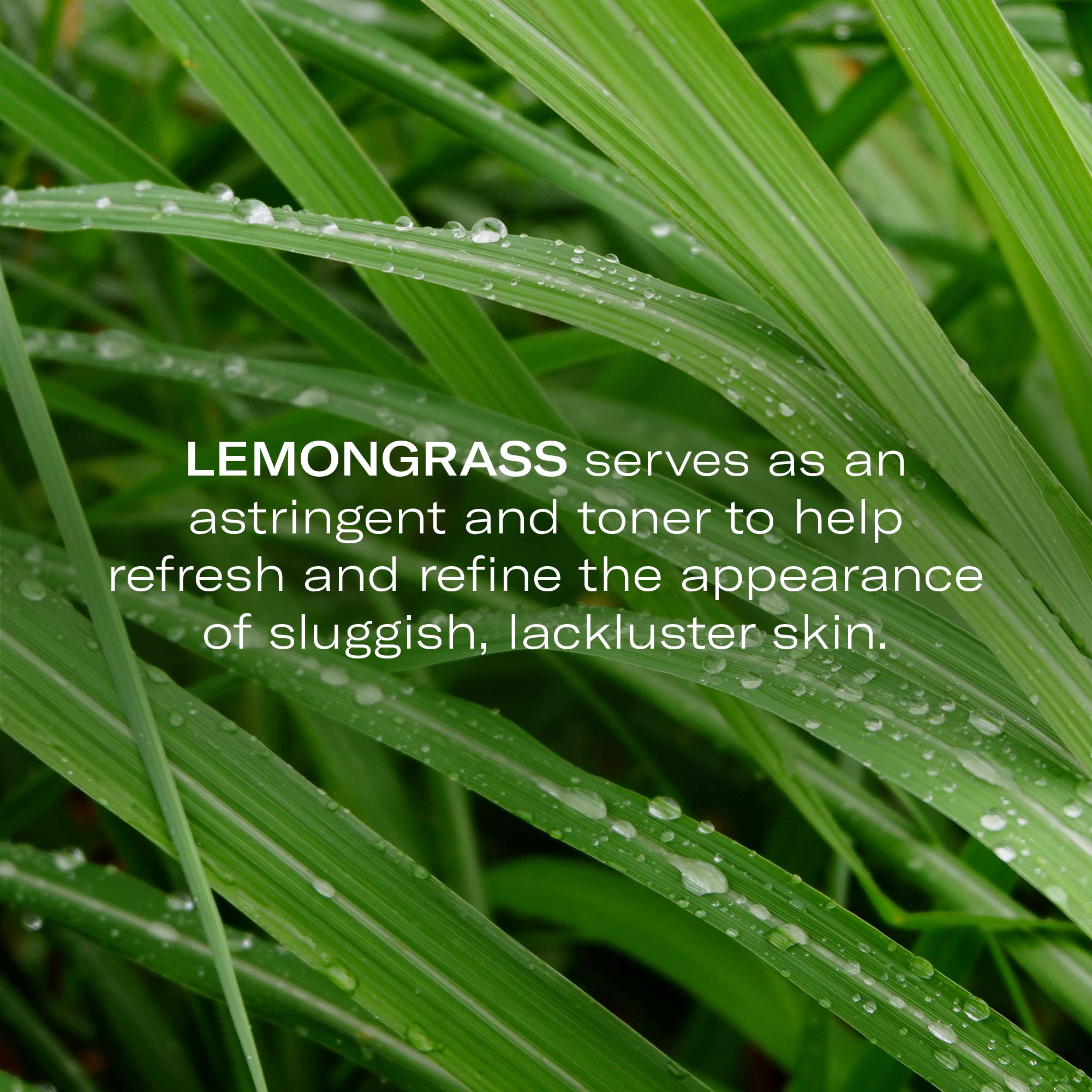 Green Tea Lemongrass Serum Concentrate (Radiance Effect) 0.17 oz by Odacite