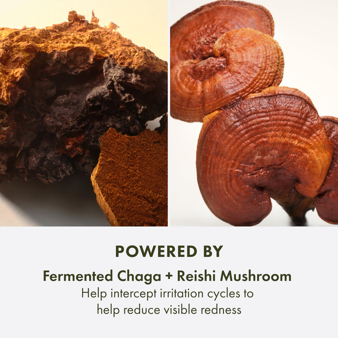 Origins Mega-Mushroom Restorative Skin Concentrate Serum | Visibly Reduces Redness & Strengthens Skin's Barrier | With Reishi Mushroom, 1 Fl Oz