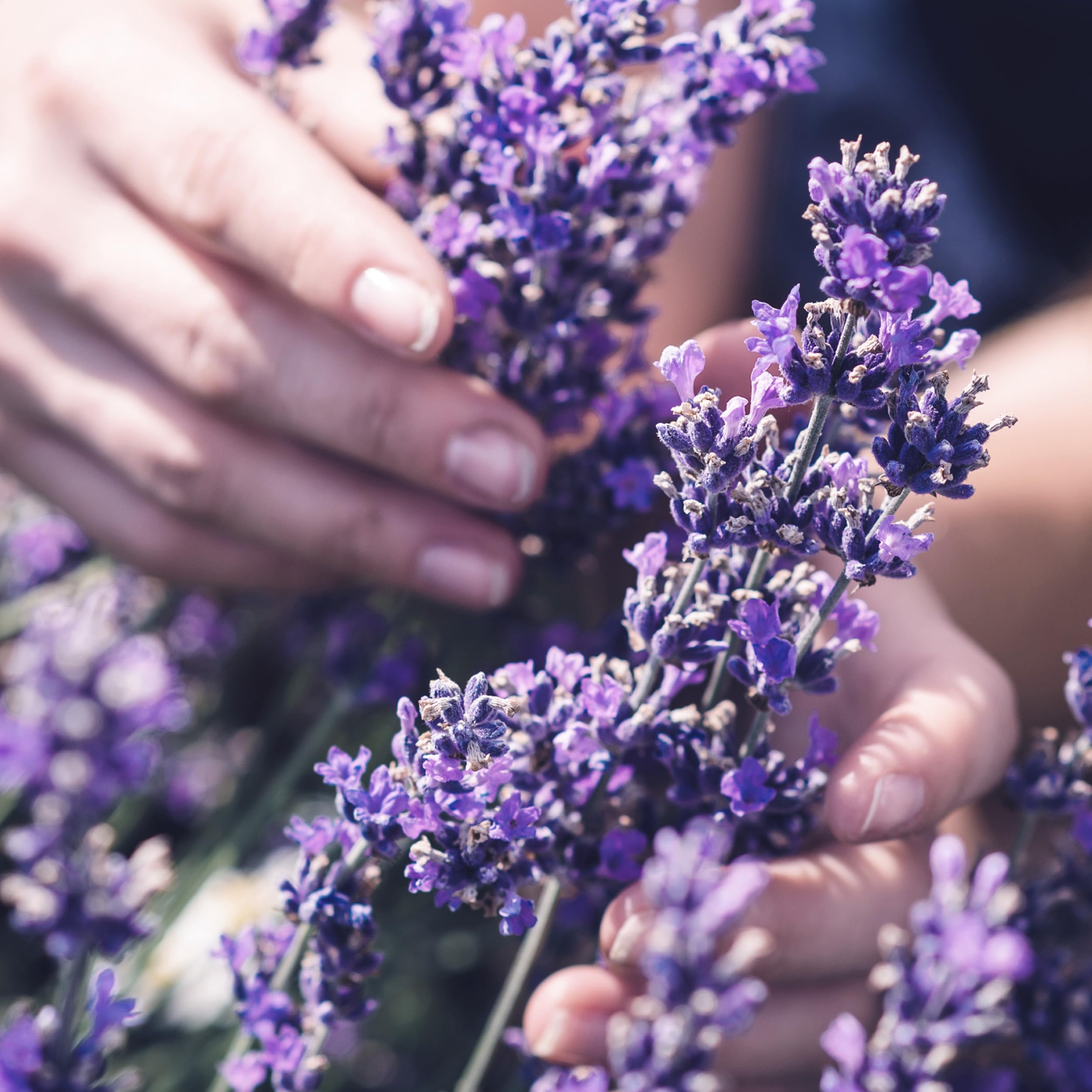 Jojoba Oil & Lavender Curls Conditioner