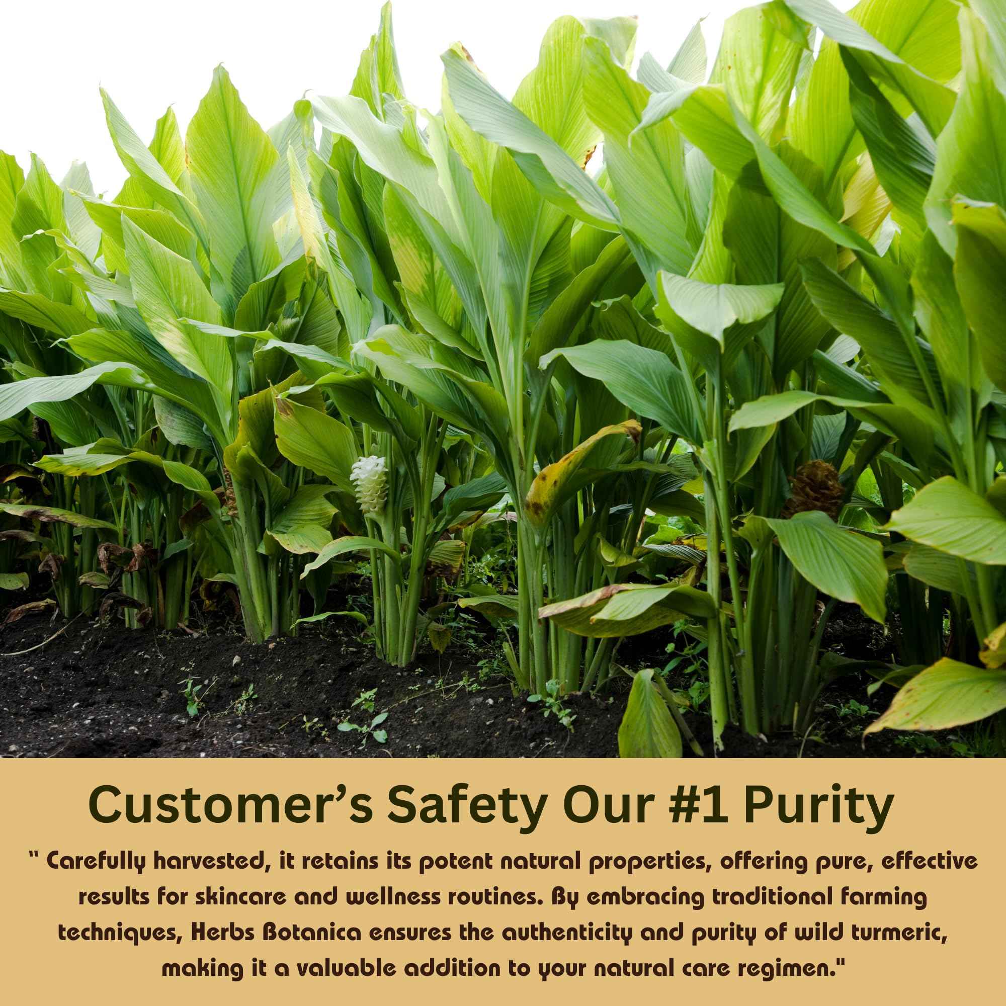 Herbs Botanica Wild Turmeric Powder 100% Pure Kasturi Turmeric for Face, Skin Care & DIY Beauty – Natural Powder for Acne, Dark Spots & Hyperpigmentation 5.3 oz Resealable Pack