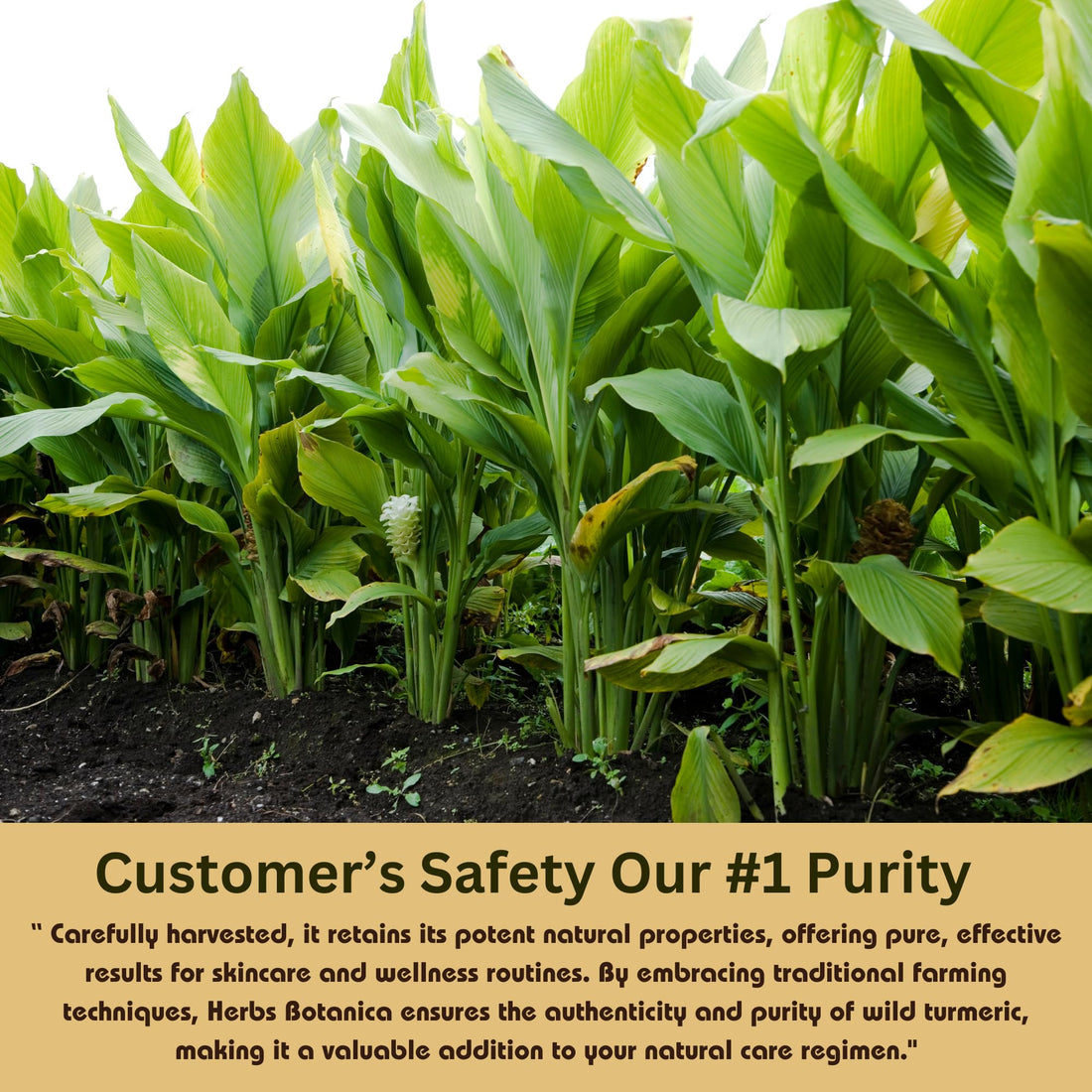 Herbs Botanica Wild Turmeric Powder 100% Pure Kasturi Turmeric for Face, Skin Care & DIY Beauty – Natural Powder for Acne, Dark Spots & Hyperpigmentation 5.3 oz Resealable Pack