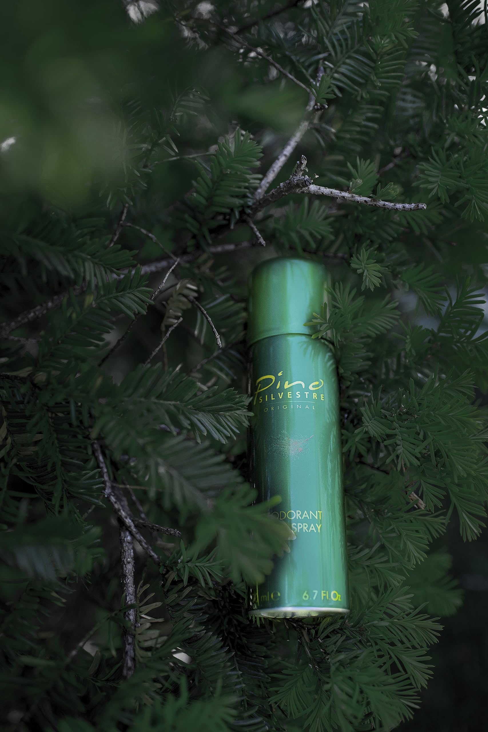 Pino Silvestre By Pino Silvestre