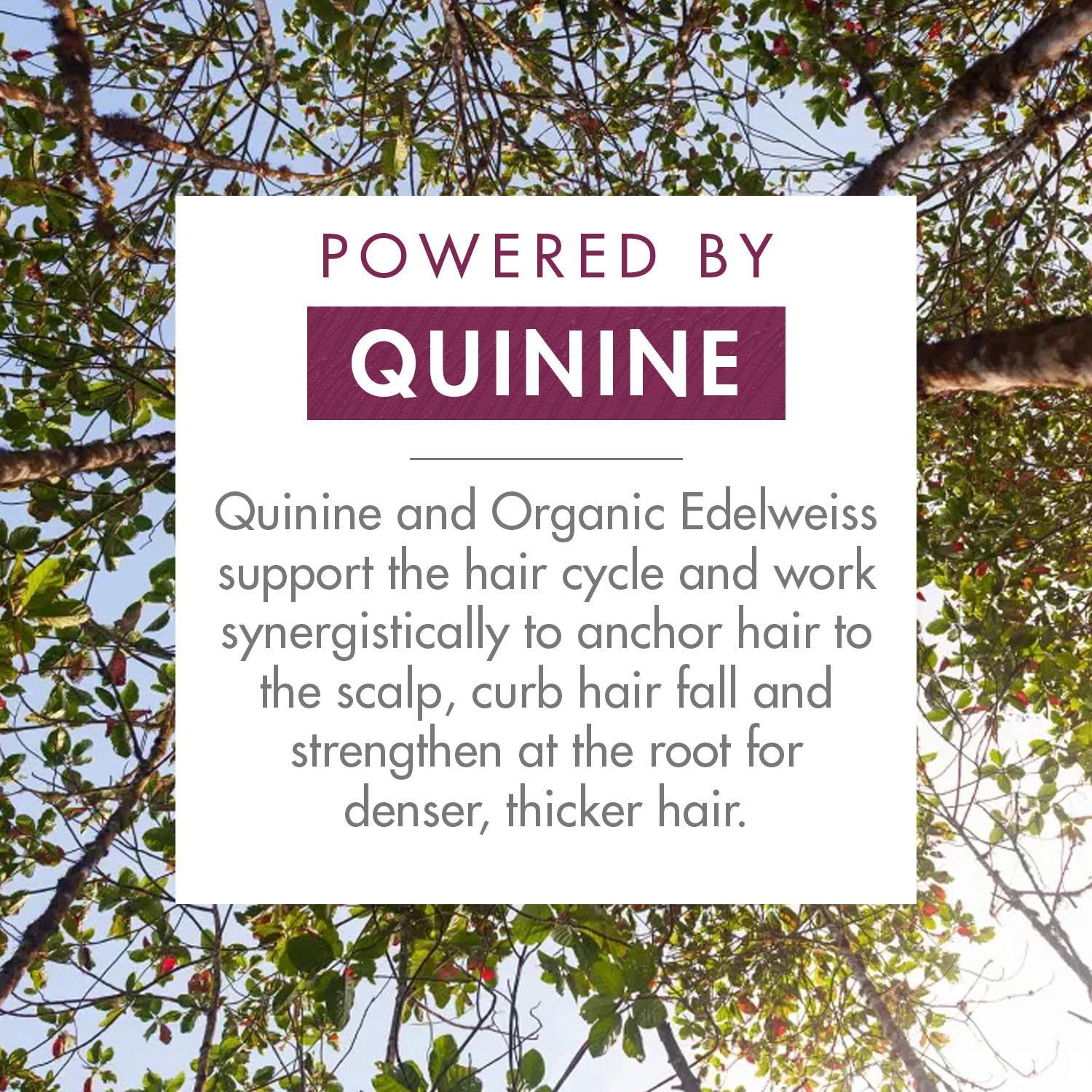 Klorane Strengthening Conditioner with Quinine and Edelweiss for Thinning Hair, Supports Thicker, Stronger, Healthier Hair, For Men and Women, Paraben, Silicone and Sulfate Free