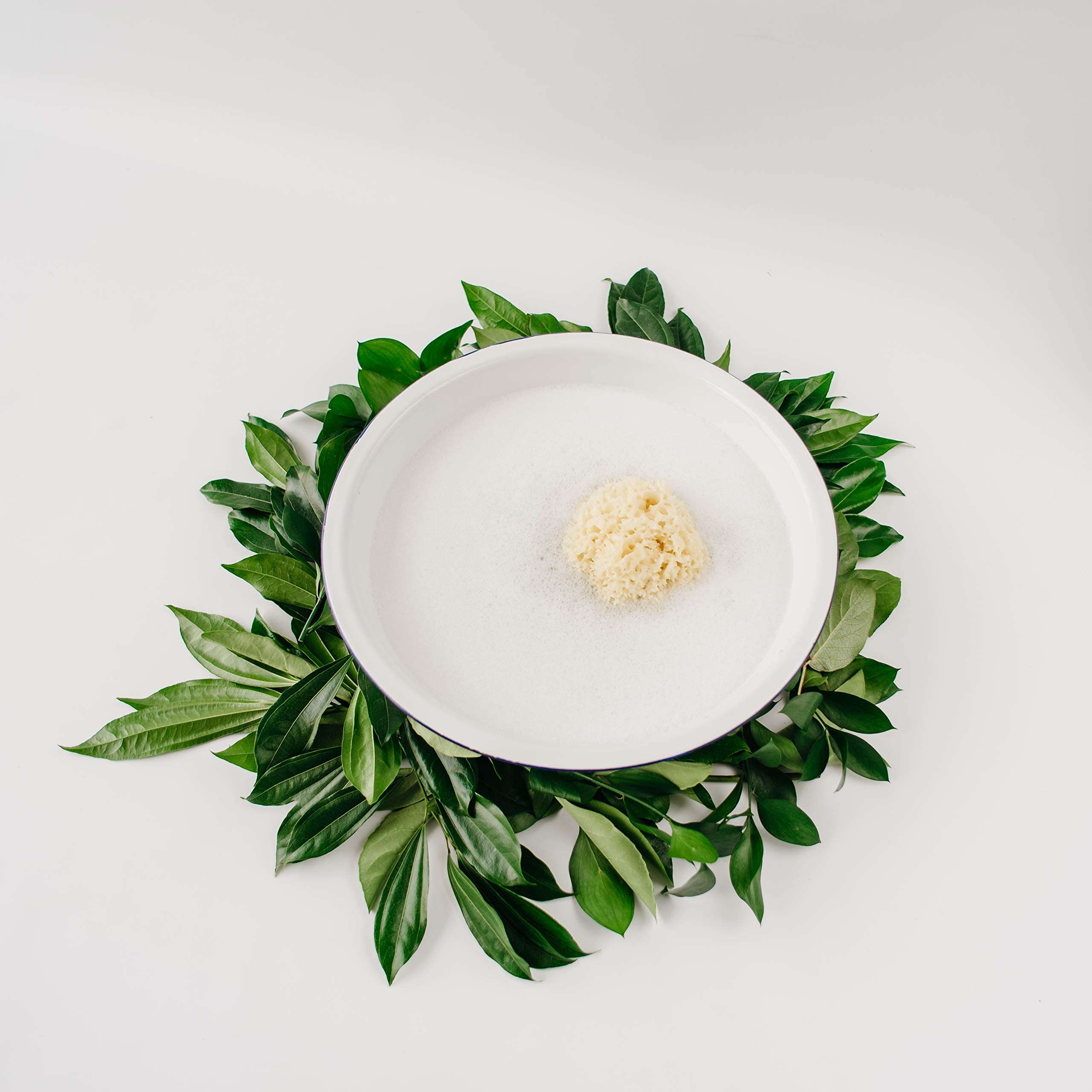 Kyte BABY Natural Sea Sponge Harvested from The Gulf of Mexico, 4 to 5 Inches