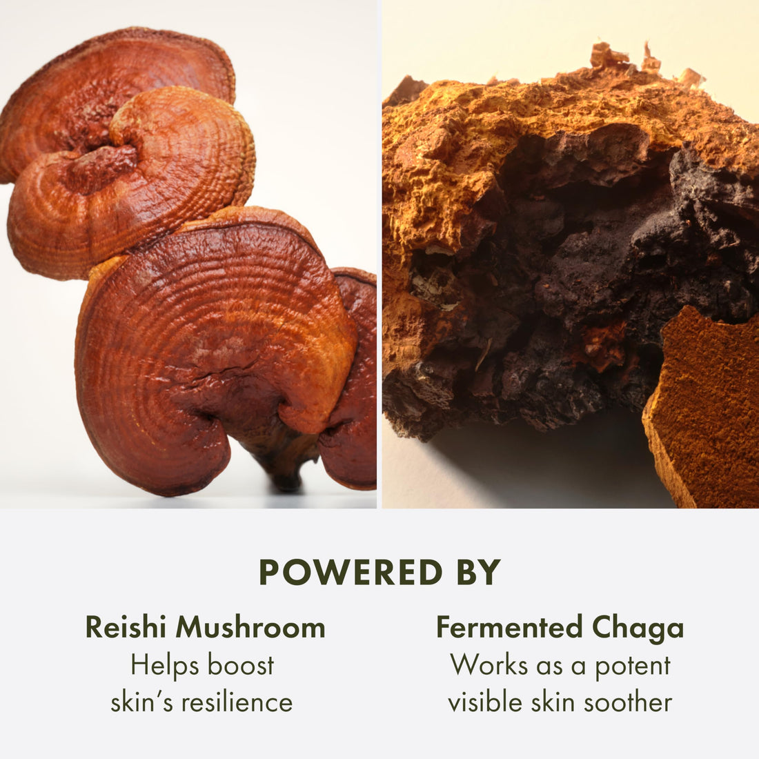 Origins Mega-Mushroom Soothing Treatment Lotion | Great for Sensitive Skin | With Reishi Mushroom | Travel Size, 3.4 Fl Oz