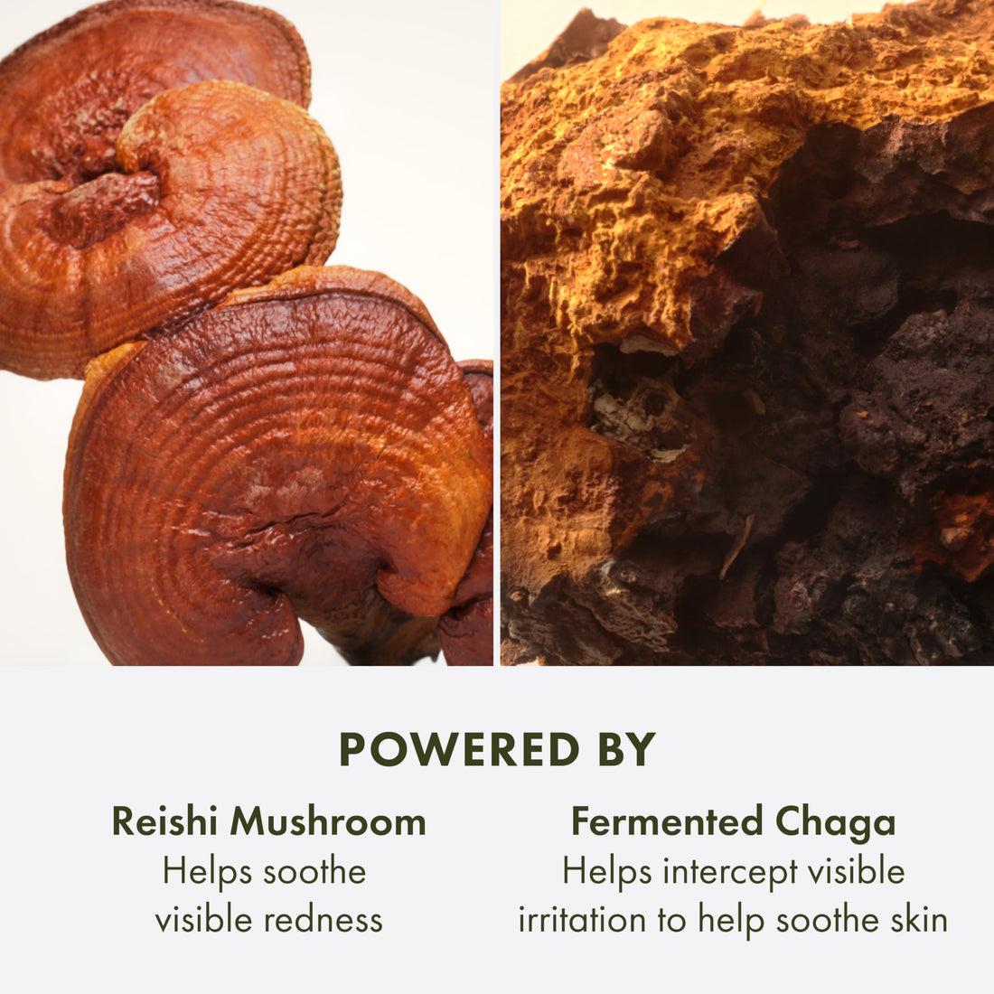 Origins Mega-Mushroom Advanced Face Serum | Reduces Visible Redness & Strengthens Skin's Barrier | With Reishi Mushroom, 1.7 Fl Oz