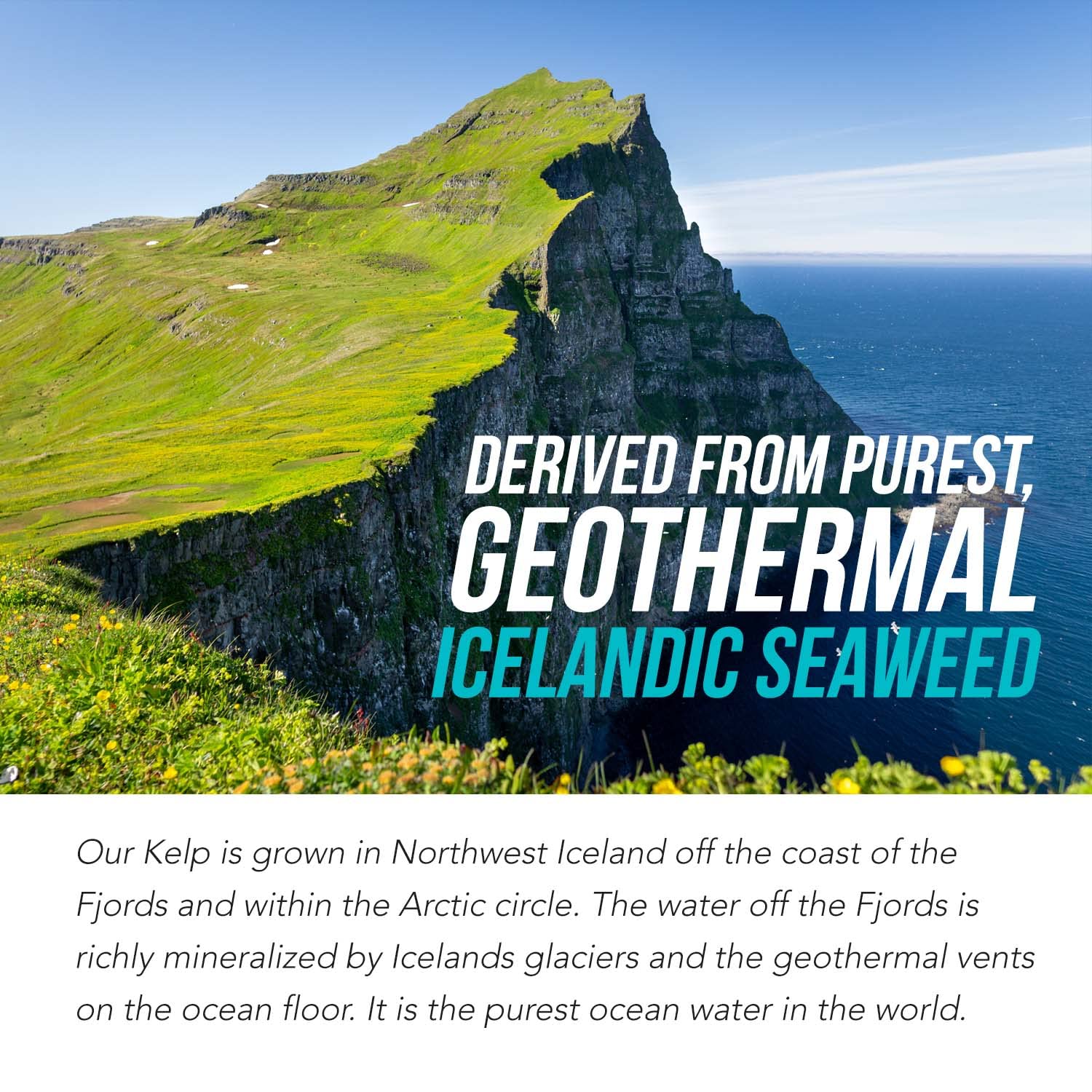 Organic Iodine Supplement from Sea Vegetable Complex, Whole Food & Raw Form - Iodine Plus Trace Mineral Complex – Contains Purest Icelandic Sea Kelp, Irish Moss & Bladderwrack (250 mcg)