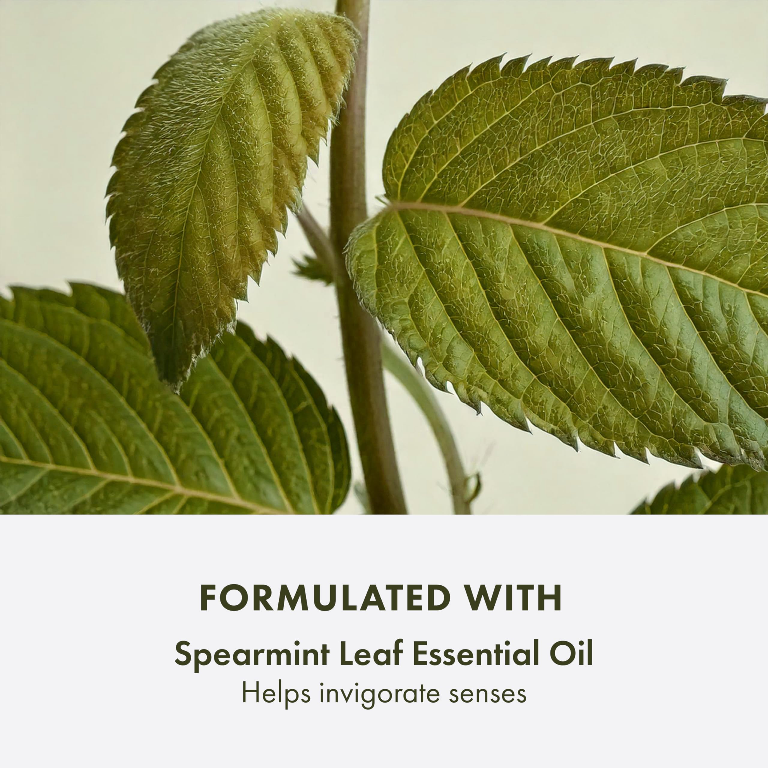 Origins Checks and Balances Frothy Face Wash | Gentle Face Cleanser for All Skin Types | With Mint, 8.5 Fl Oz