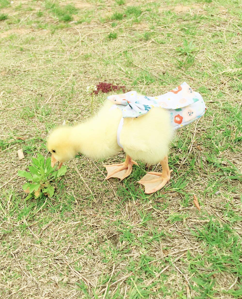 Duck Diapers, Chicken Diapers, Special Diapers for Poultry, Chicken, Duck and Goose Waterproof, Adjustable, Washable and Reusable Diapers,Poultry Supplies, Duck Supplies (S:100-200)