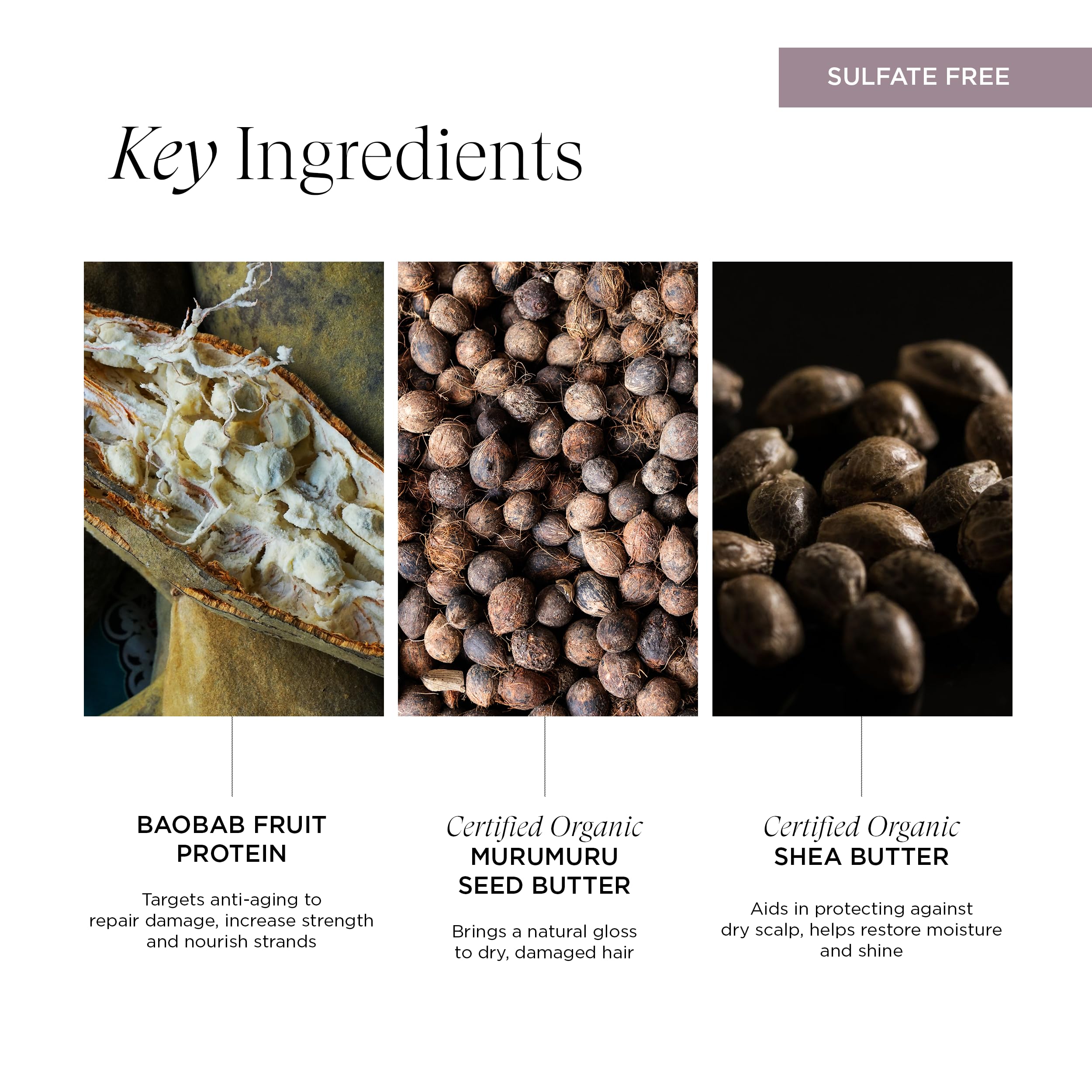 Intelligent Nutrients Fortifi-hair Shampoo, Moisturizing, Plant-Based Shampoo for Dry, Damaged Hair, Rejuvenates, Rebuilds, Vegan, 8.5 Oz