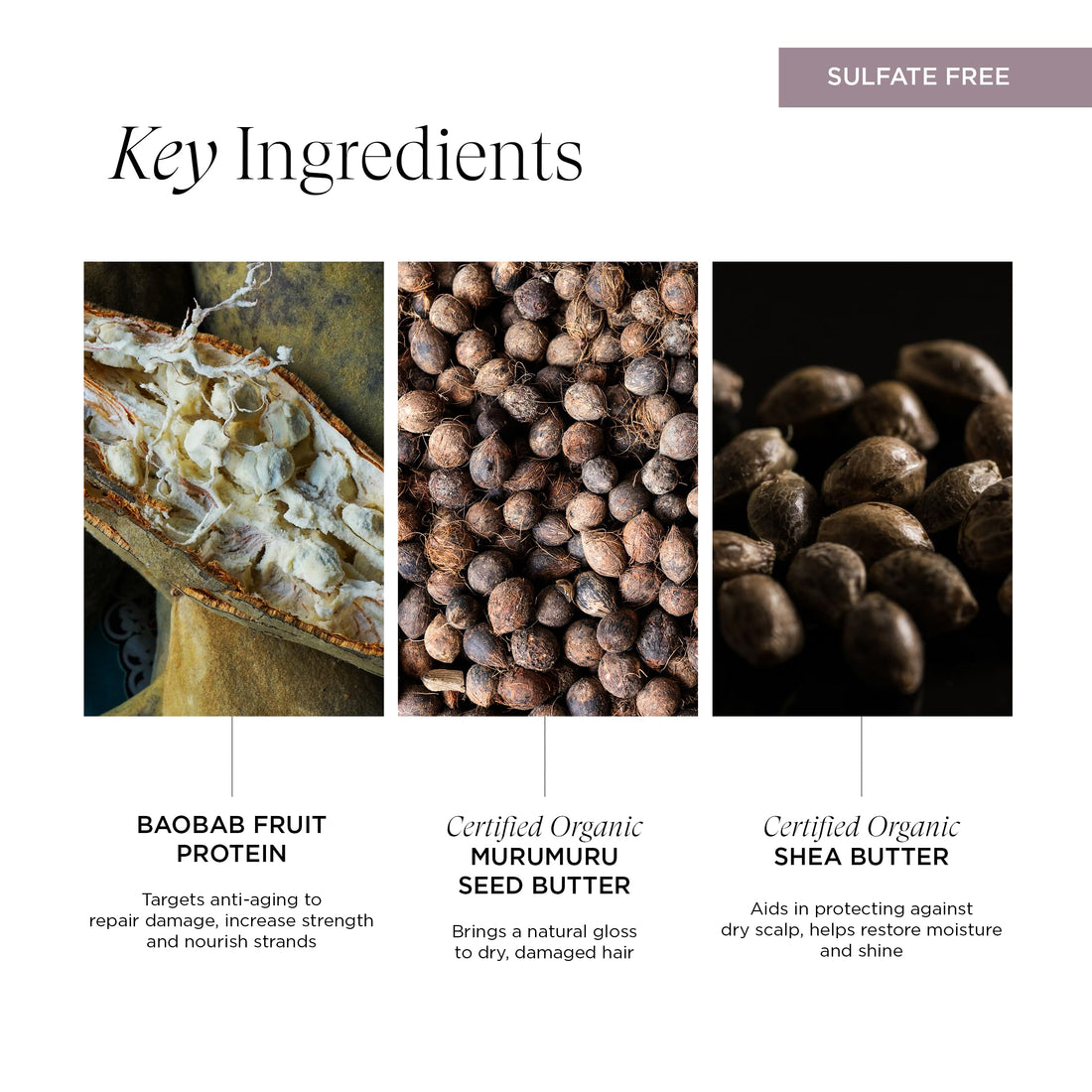 Intelligent Nutrients Fortifi-hair Shampoo, Moisturizing, Plant-Based Shampoo for Dry, Damaged Hair, Rejuvenates, Rebuilds, Vegan, 8.5 Oz