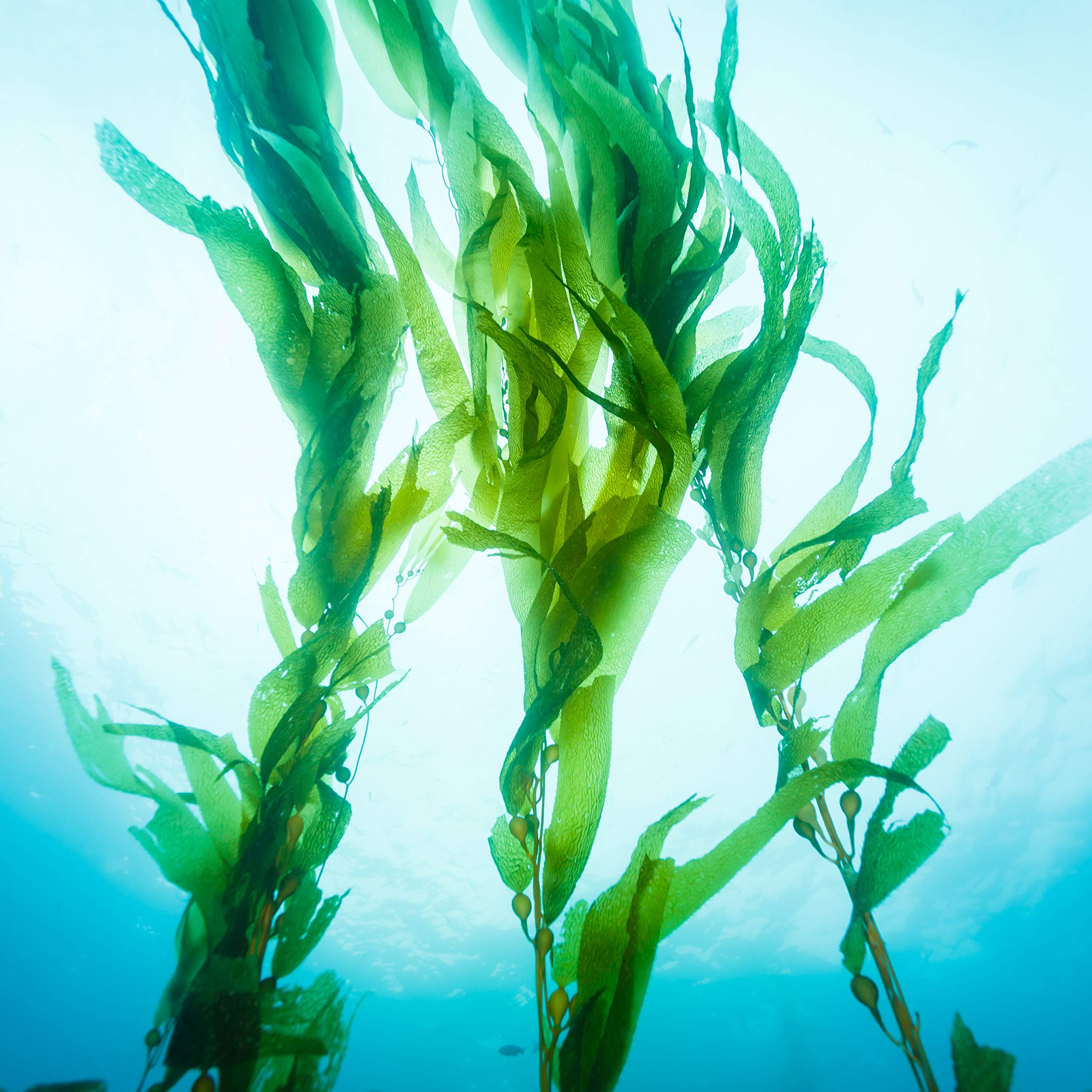 Petal Fresh Pure Strengthening Seaweed & Argan Oil Conditoner, Reinforces, For All Hair Types, Natural Essential Oils, Vegan and Cruelty Free, 16 Fl oz