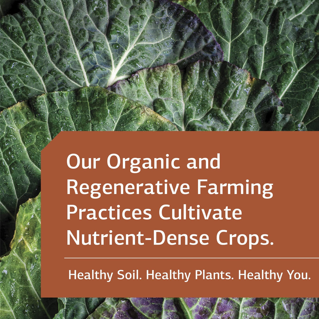 Standard Process Inc. Linum B6 - Whole Food Hormone Support, Brain Health and Brain Support, Heart Health and Healthy Skin with Alpha-linoleic Acid, Flaxseed Oil, and Vitamin B6-120 Softgels
