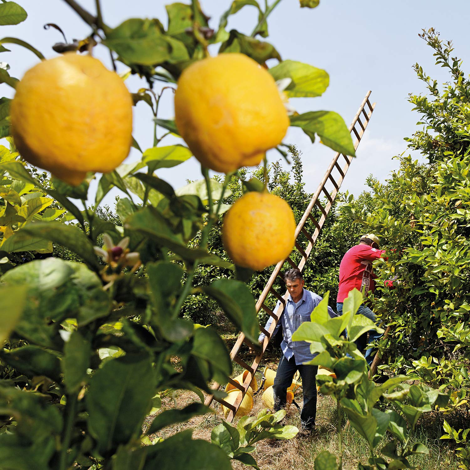 Weleda Citrus Reshfreshing Body Oil 3.4-Fluid Ounce