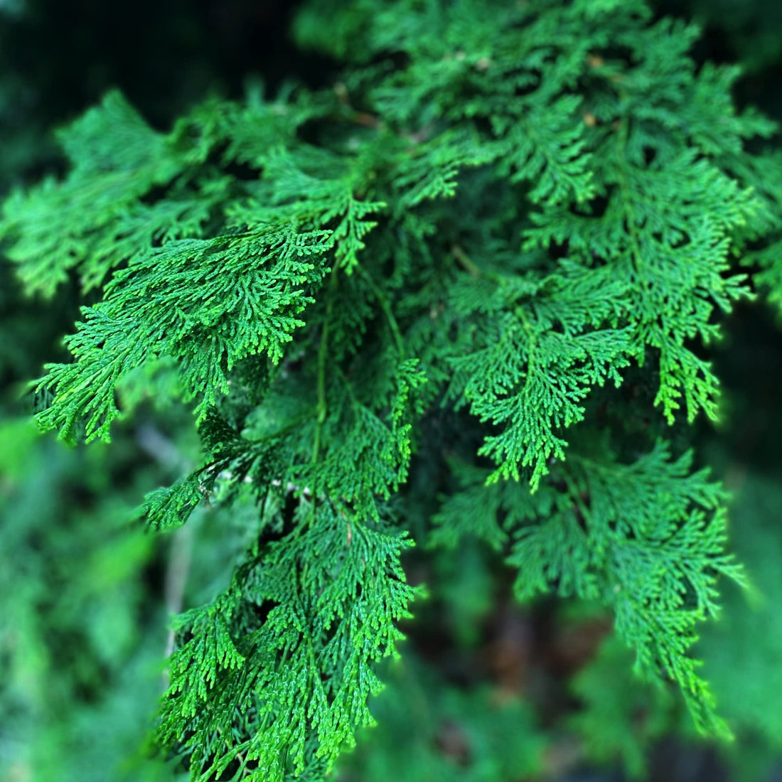 Hinoki Himalayan Bath Salt (15 wt. oz)