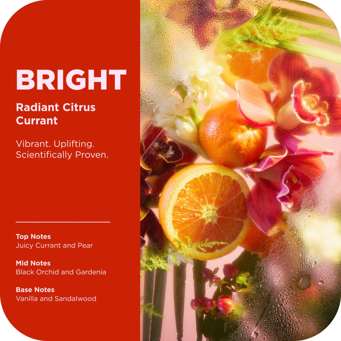 OLLY Bright Body Scrub with Ginseng, Caffeine & Vitamin C– Nourishing Cleanser for Skin Exfoliation, SkinBarrier Repair, Citrus Currant Scent, 6 oz