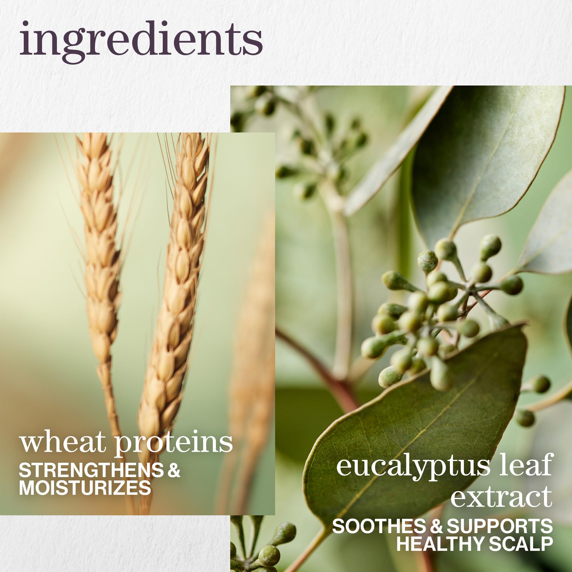 Pureology Hydrate Sheer Nourishing Shampoo | For Fine, Dry Color Treated Hair | Sulfate-Free | Silicone-Free | Vegan