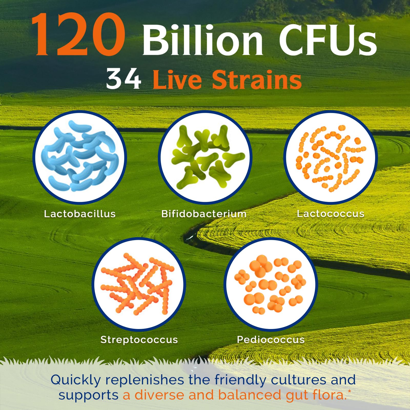 Innate Vitality Probiotics 120 Billion CFUs for Men & Women, 34 Strains with Prebiotics & Digestive Enzymes, Immune & Digestive Health, Delayed Release, Shelf Stable, 30 Vegan Capsules