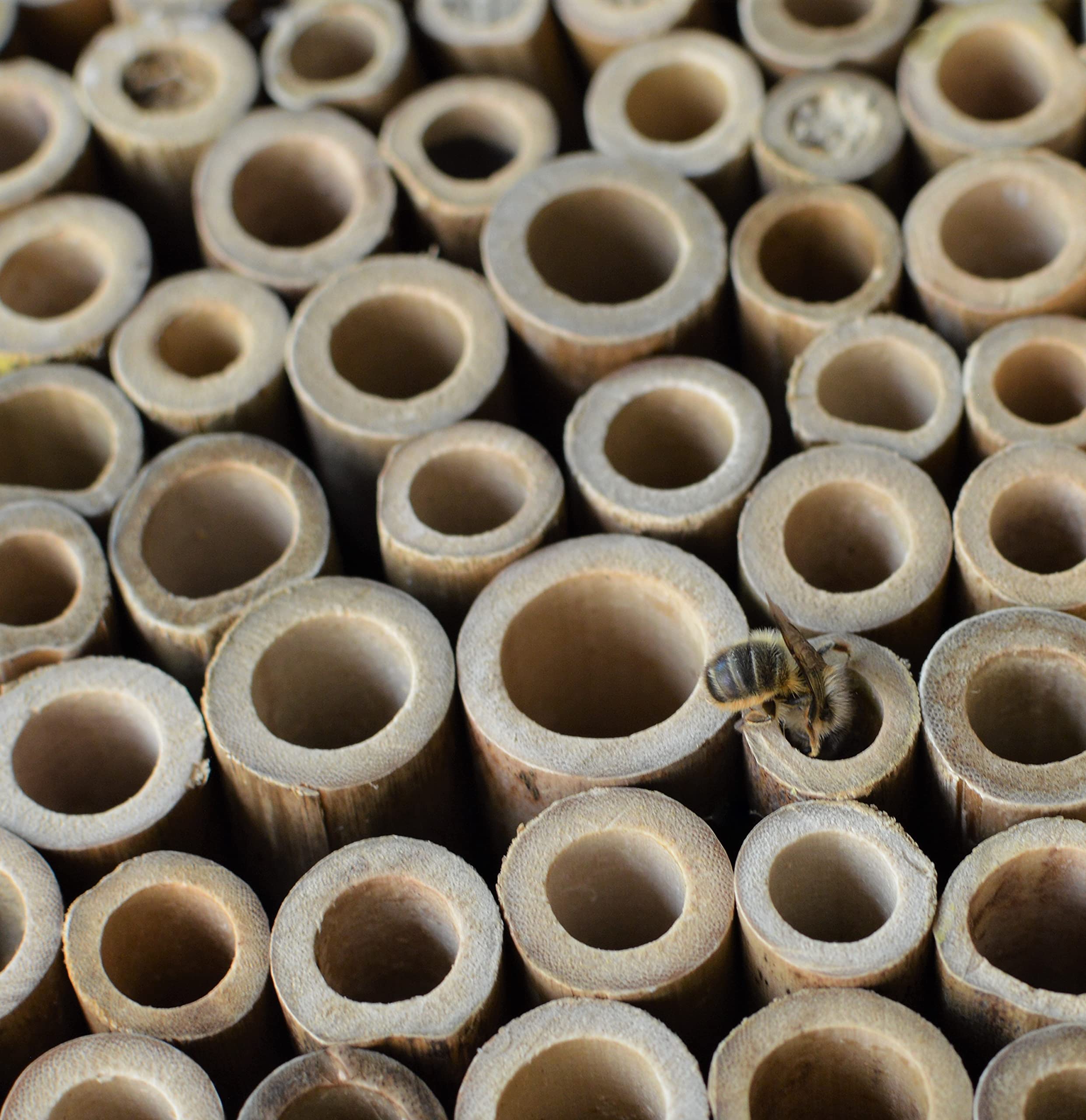 Nature's Way PWH13 Bee Chateau Power pollinator, Wood