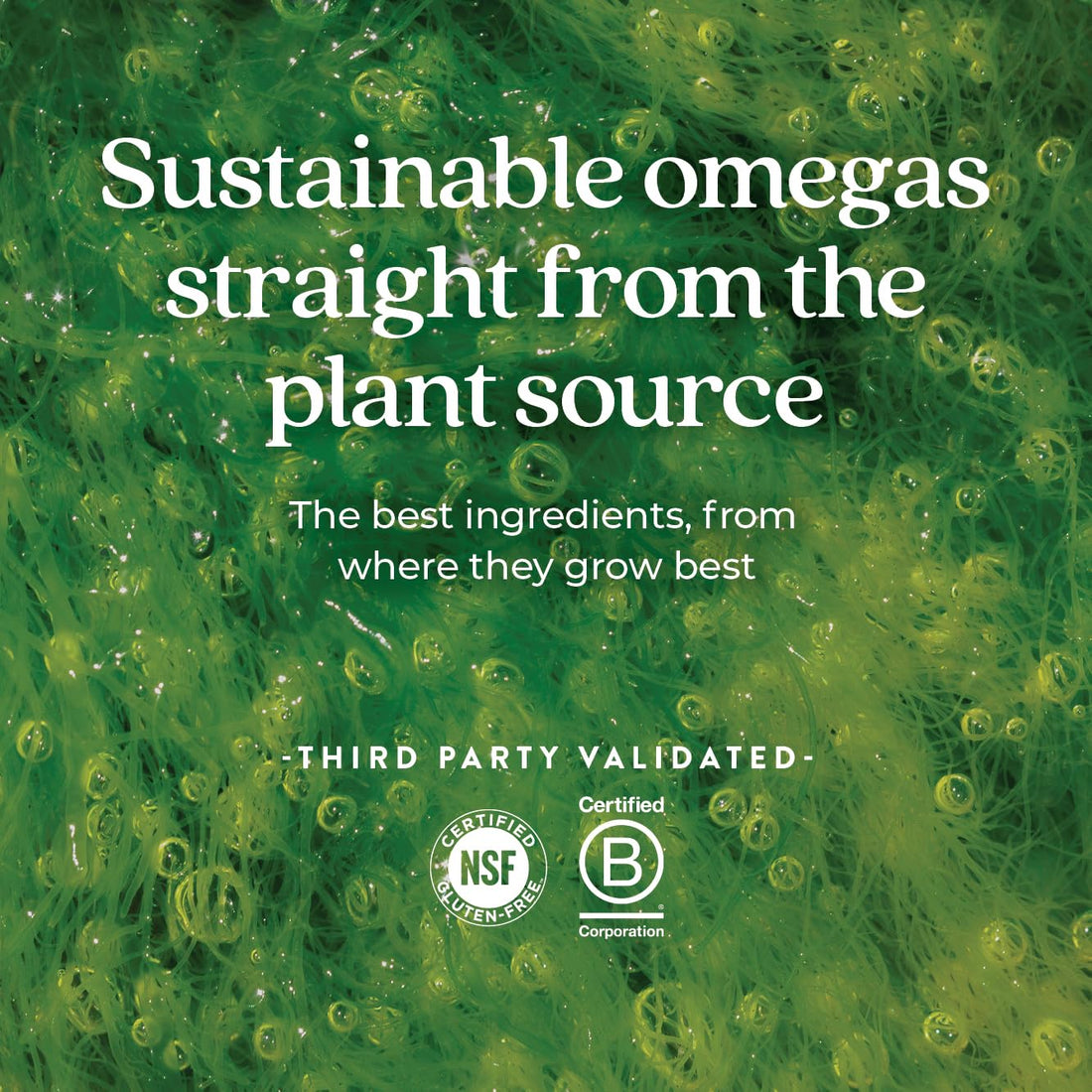 New Chapter Vegan Prenatal DHA, EPA, and DPA Supplement - Prenatal Vegan Omega-3 Complex for Healthy Brain & Eye Development During Pregnancy - 30 Softgels