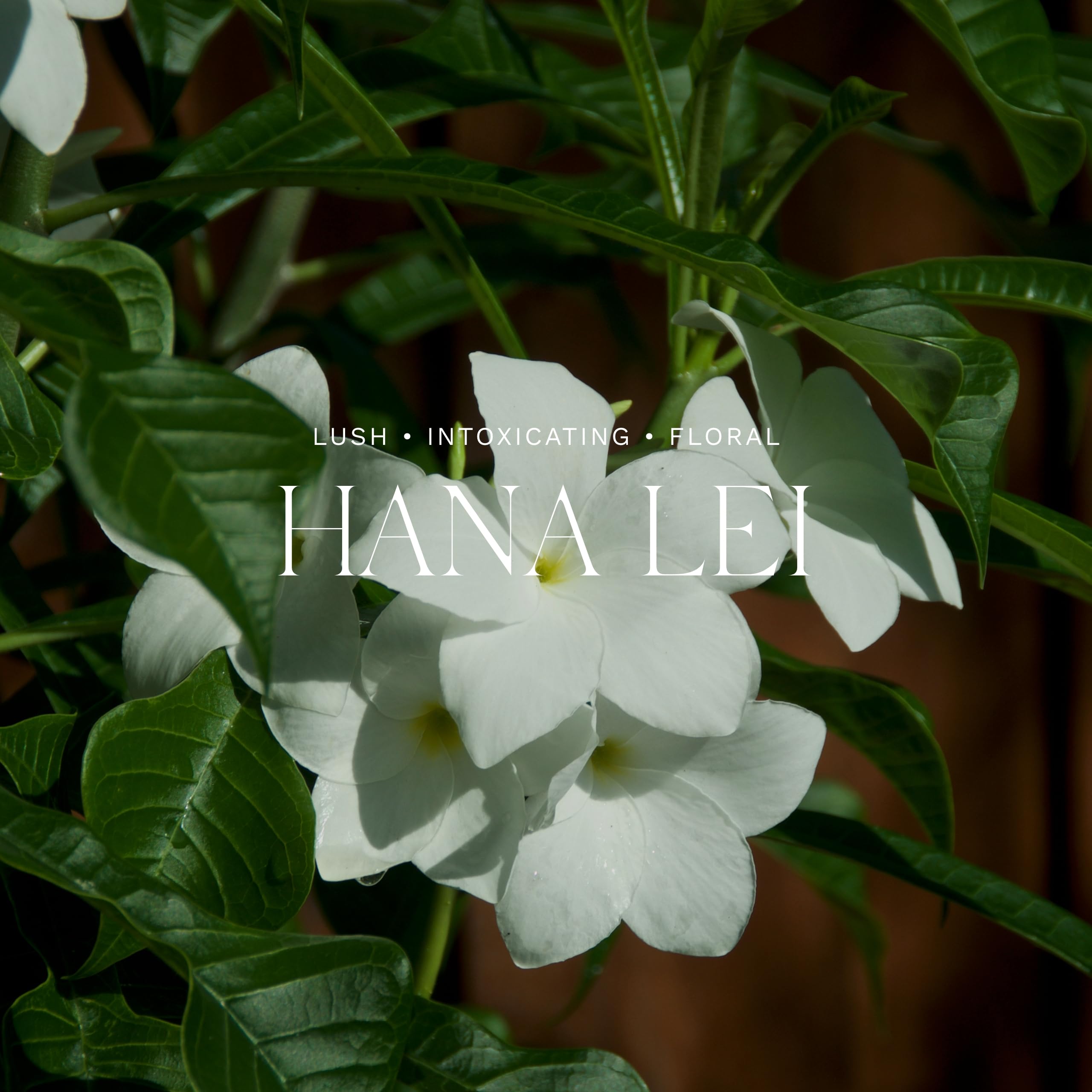 Antica Farmacista 10oz Hana Lei Body Moisturizer, 10 fl. oz.